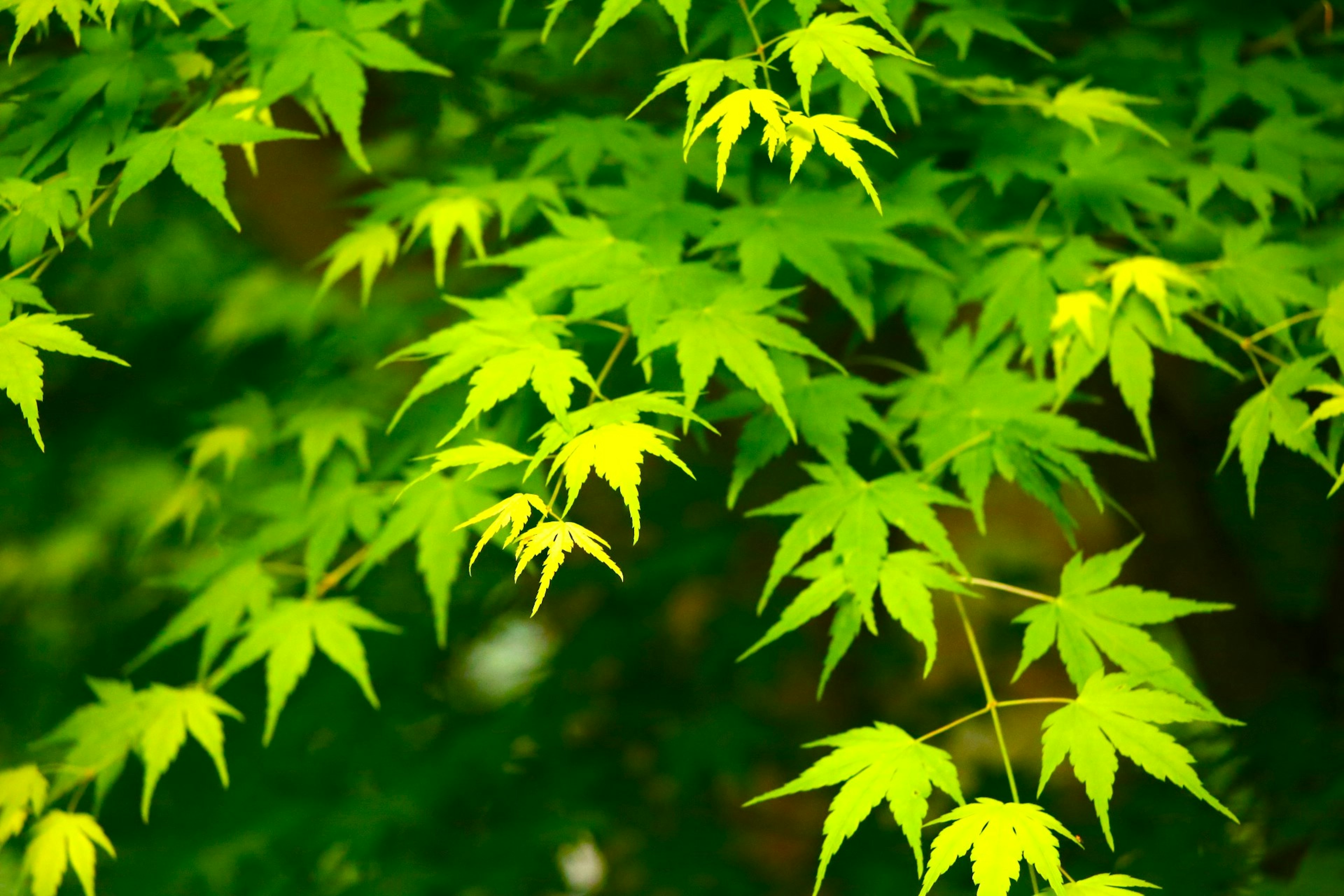 Close-up of a maple tree branch with vibrant green leaves