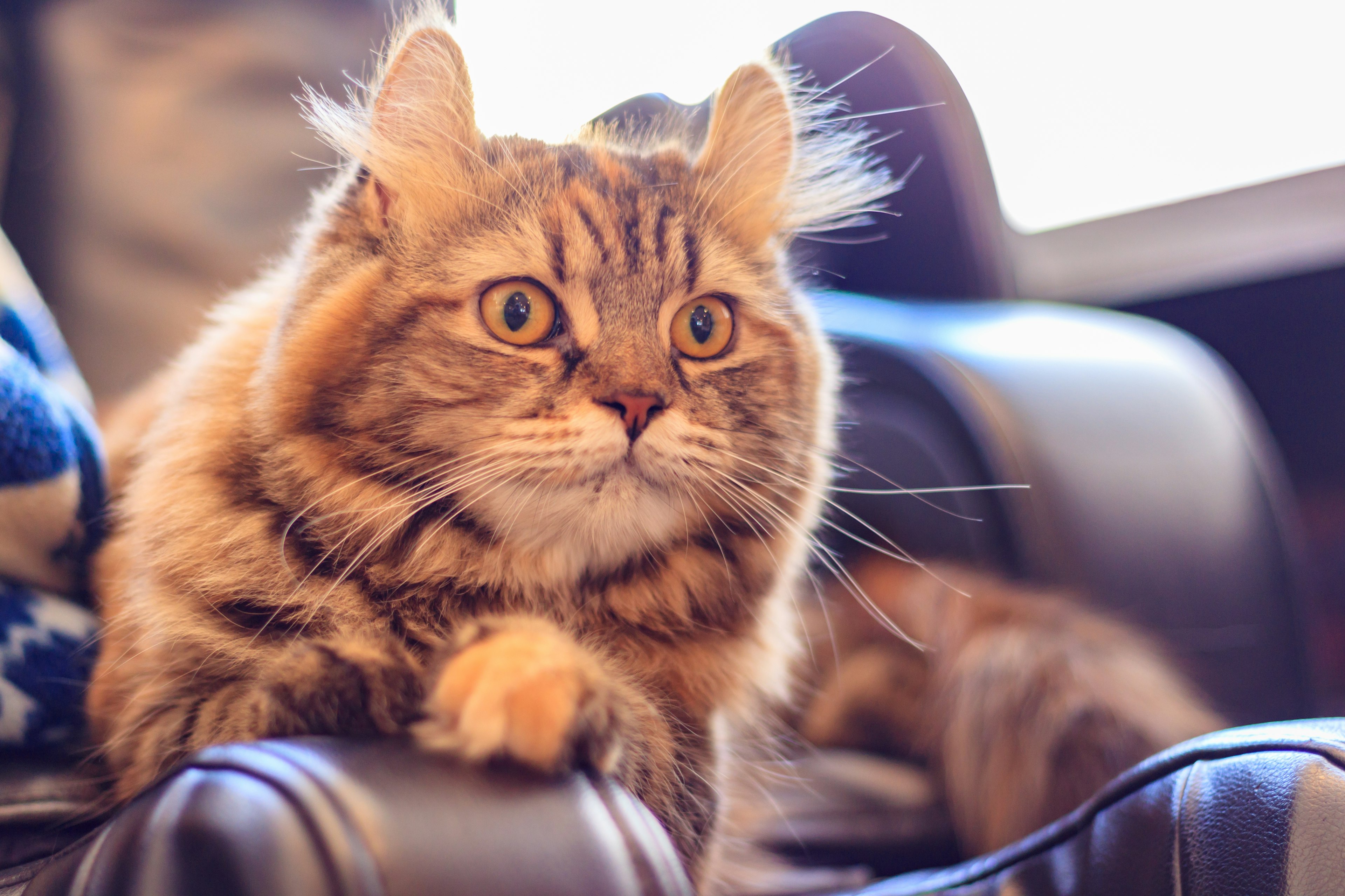 Eine flauschige braune Katze, die auf einem Stuhl liegt