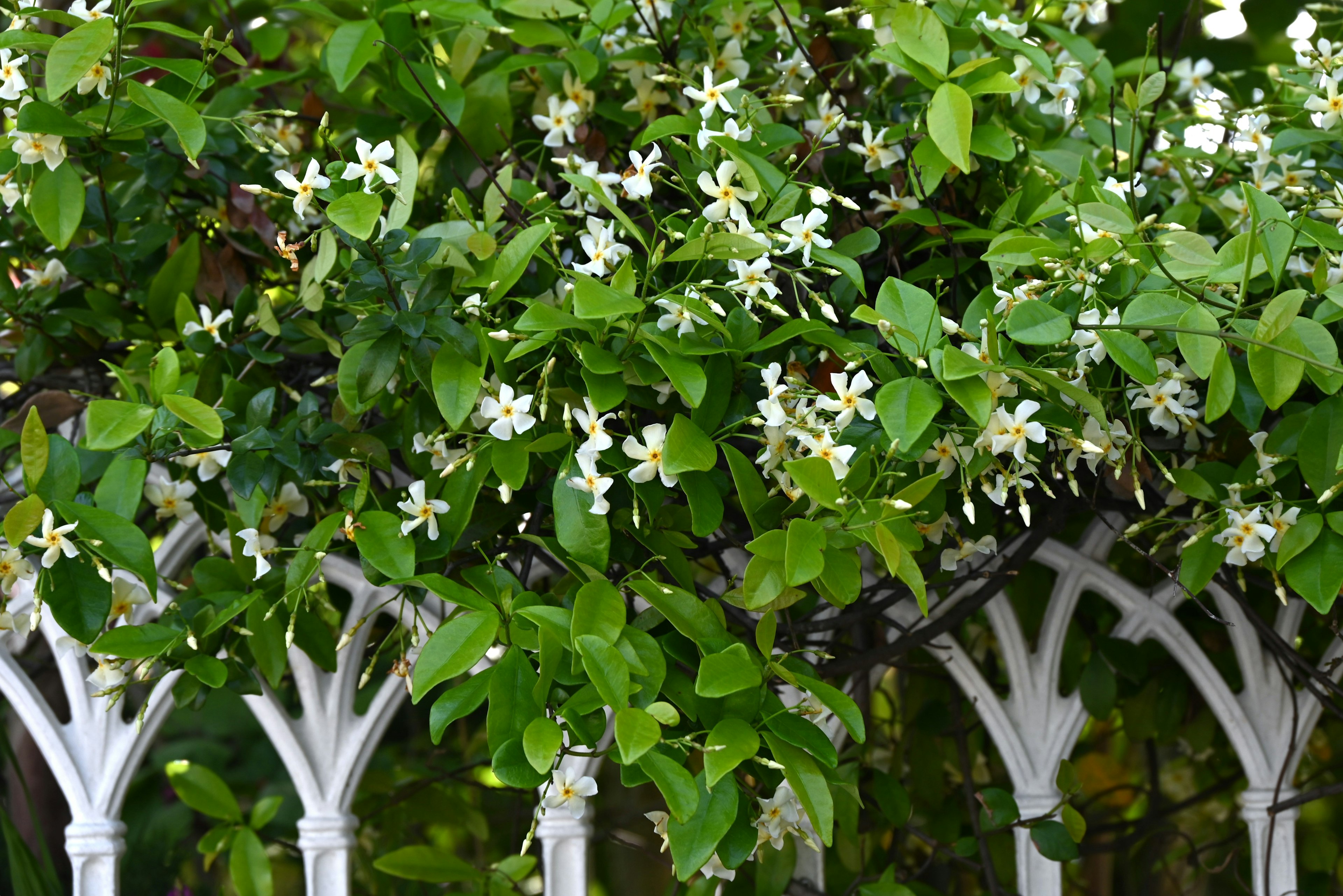 Una pianta lussureggiante con fiori bianchi e foglie verdi che si riversano su una recinzione bianca decorativa