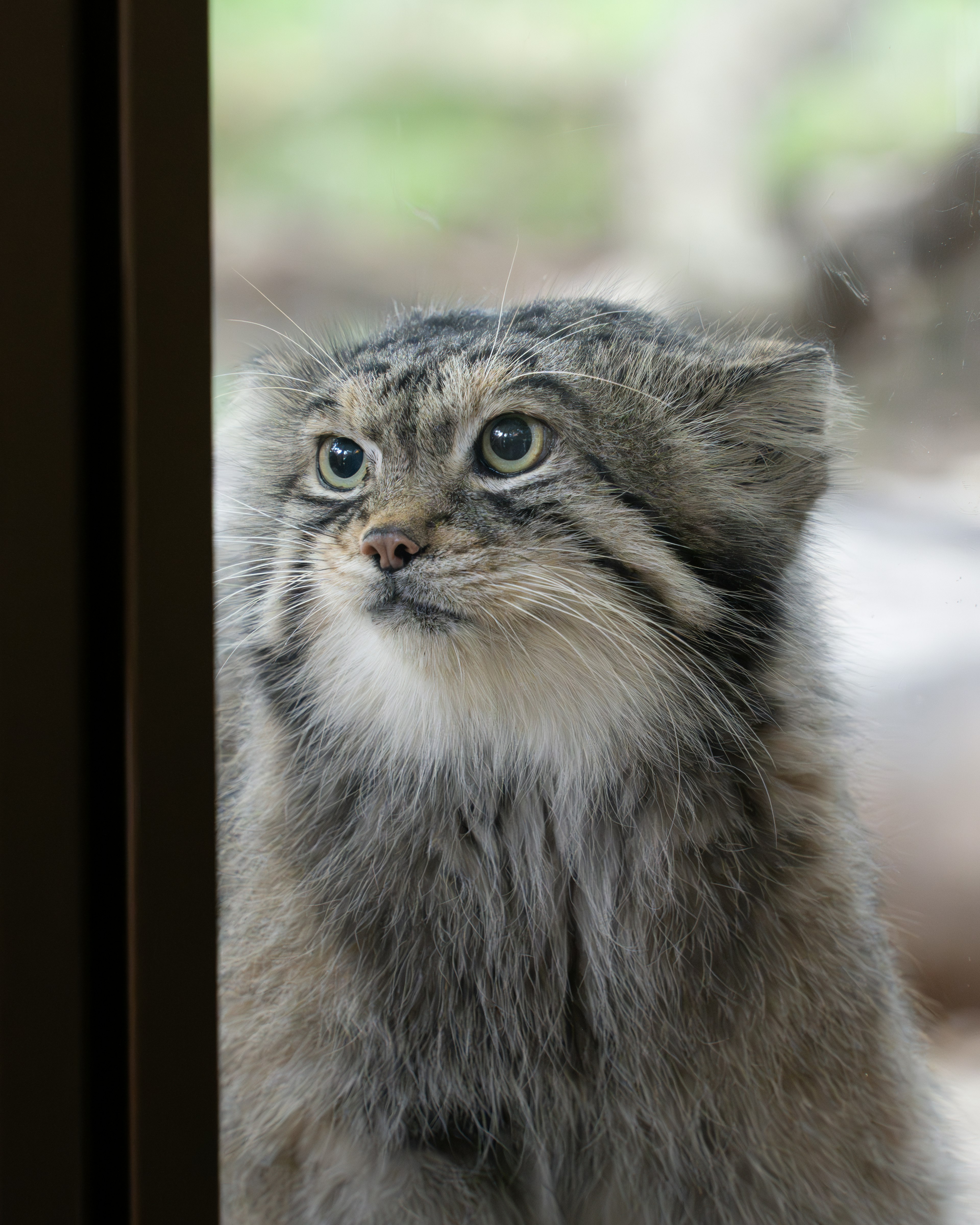 Süßer Pallas-Katze schaut durch ein Fenster