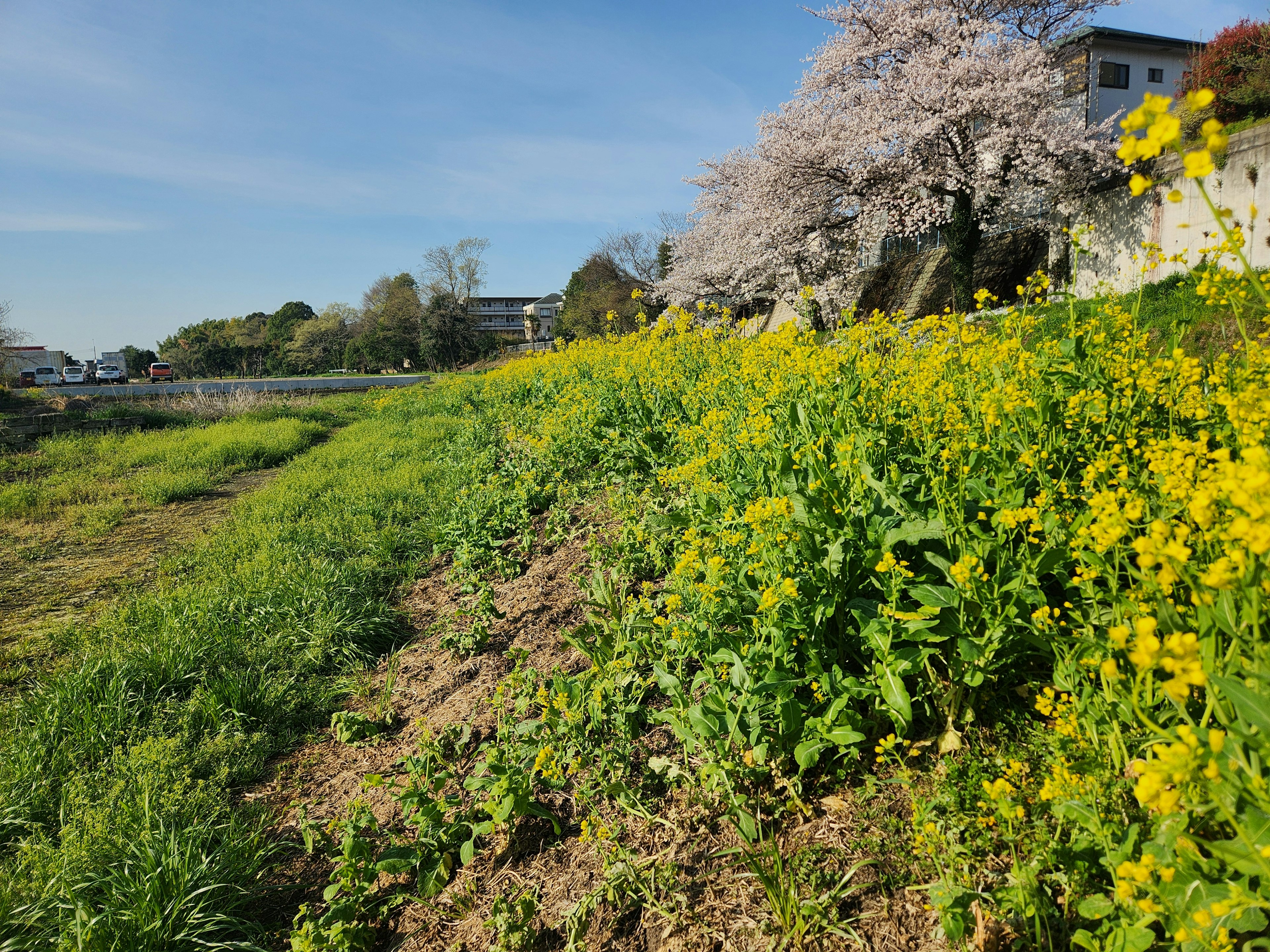 Paesaggio primaverile con fiori di colza gialli e alberi di ciliegio in fiore