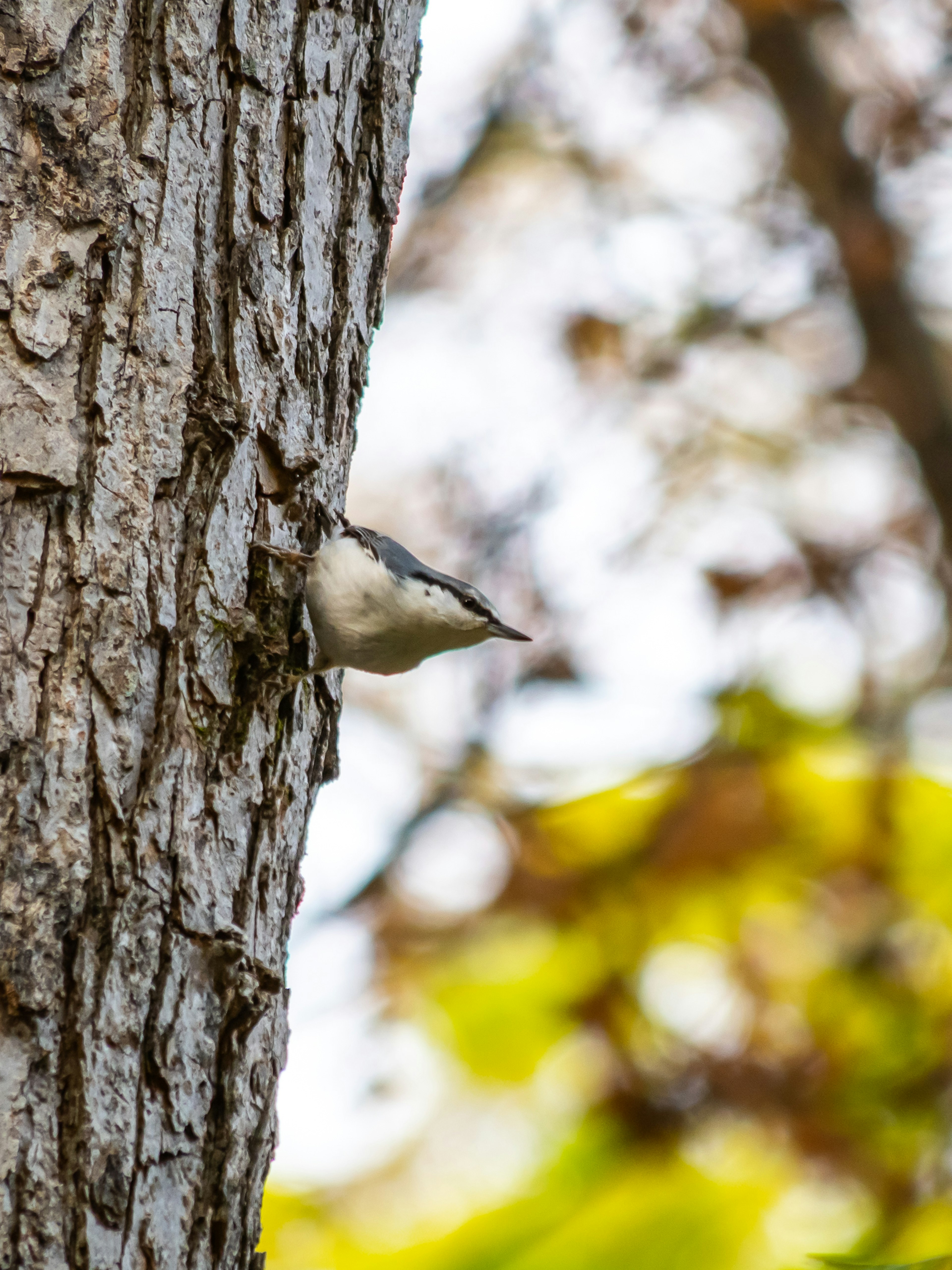 Un piccolo uccello che sbircia dal tronco di un albero