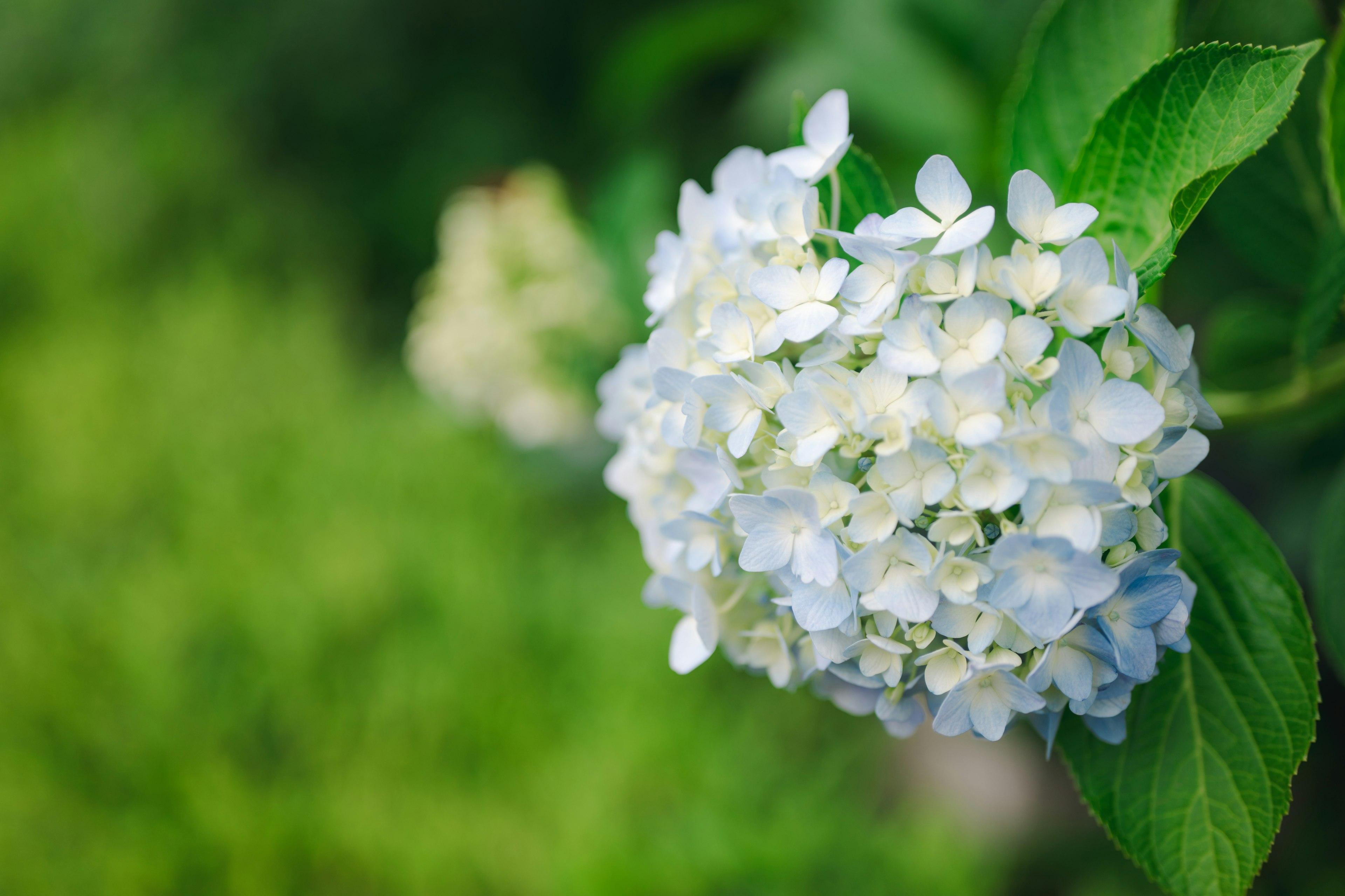 白いアジサイの花が緑の背景に映える