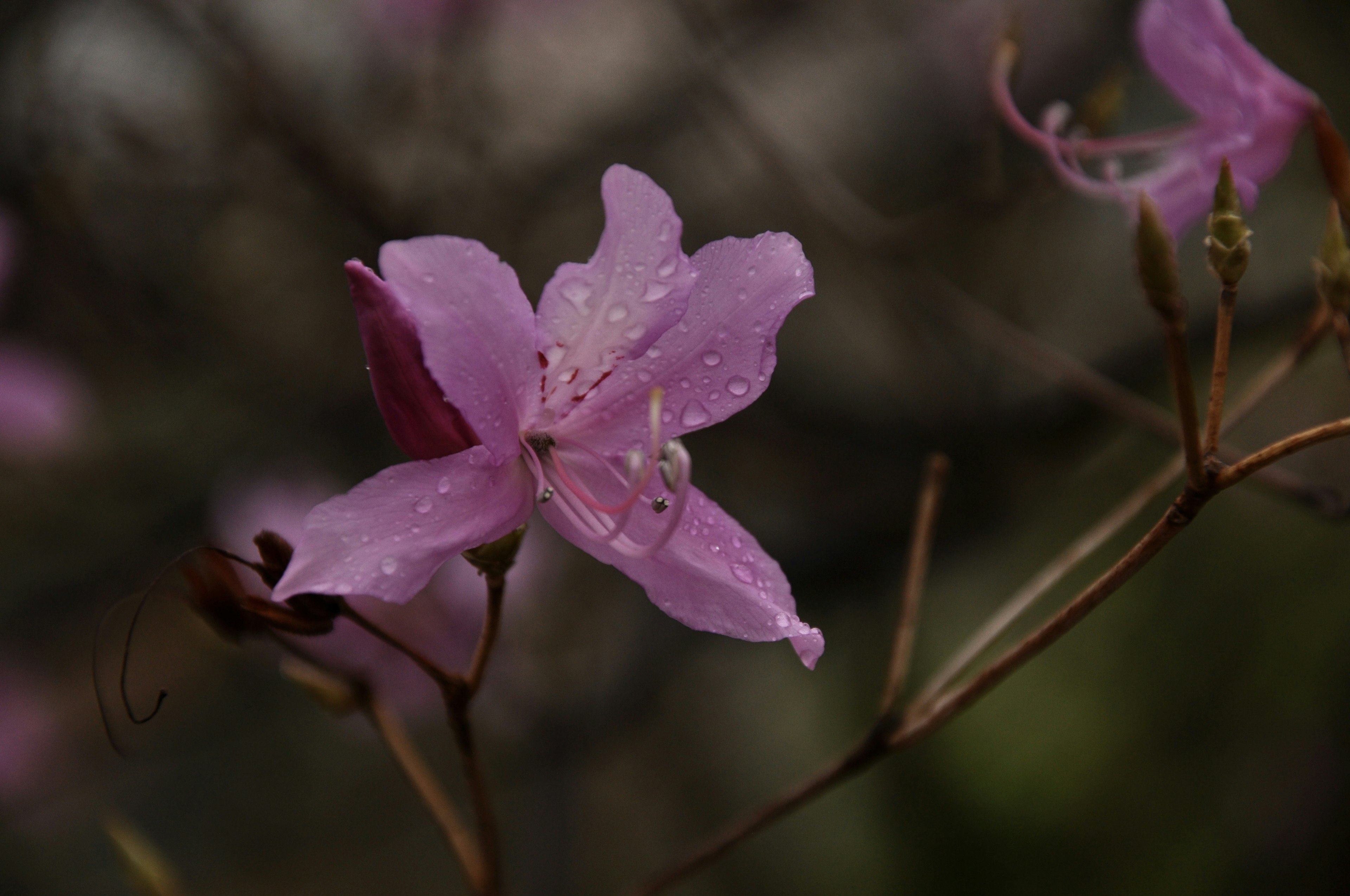 Eine zarte rosa Blume geschmückt mit Regentropfen