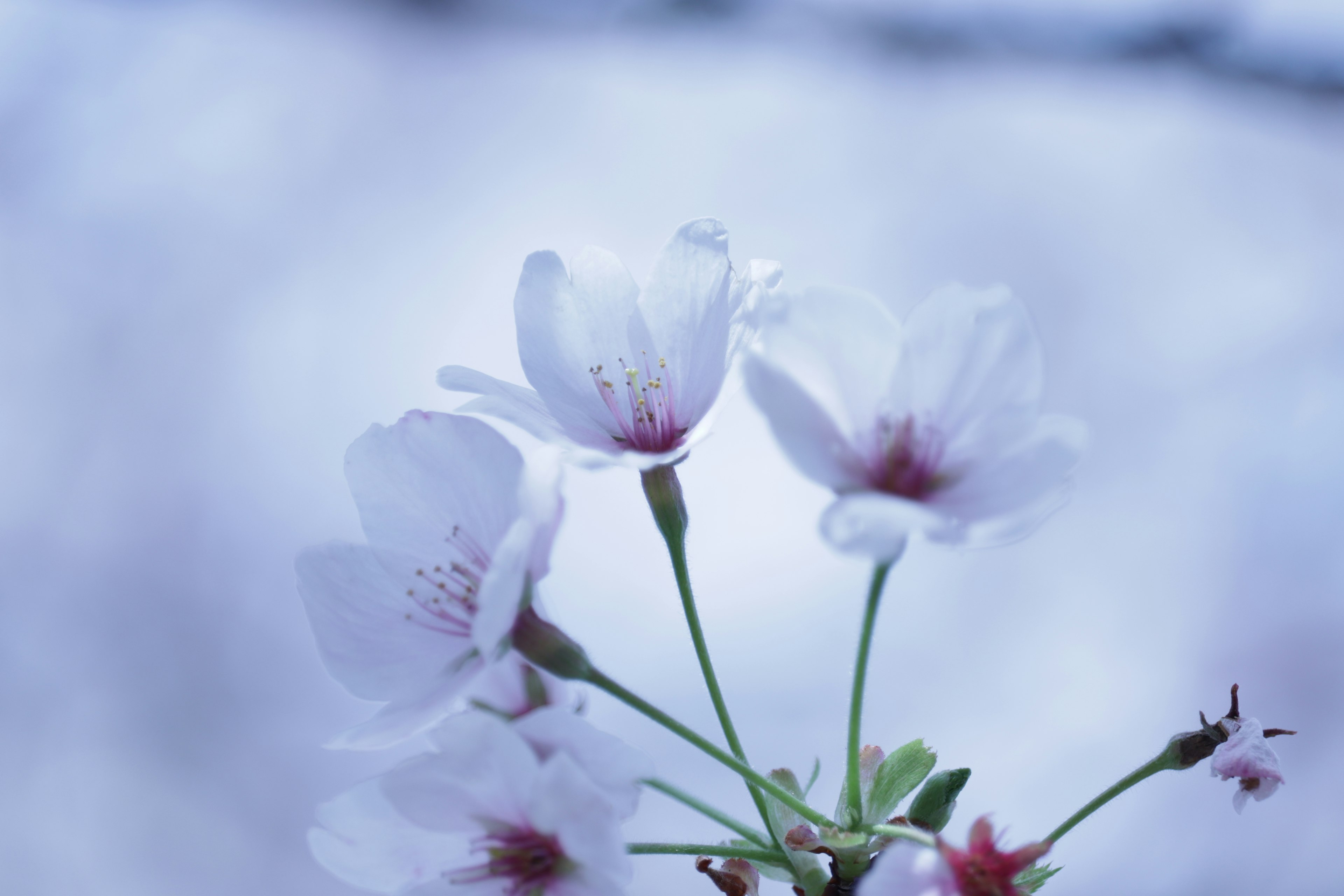 Zarte Kirschblüten vor einem sanften blauen Hintergrund