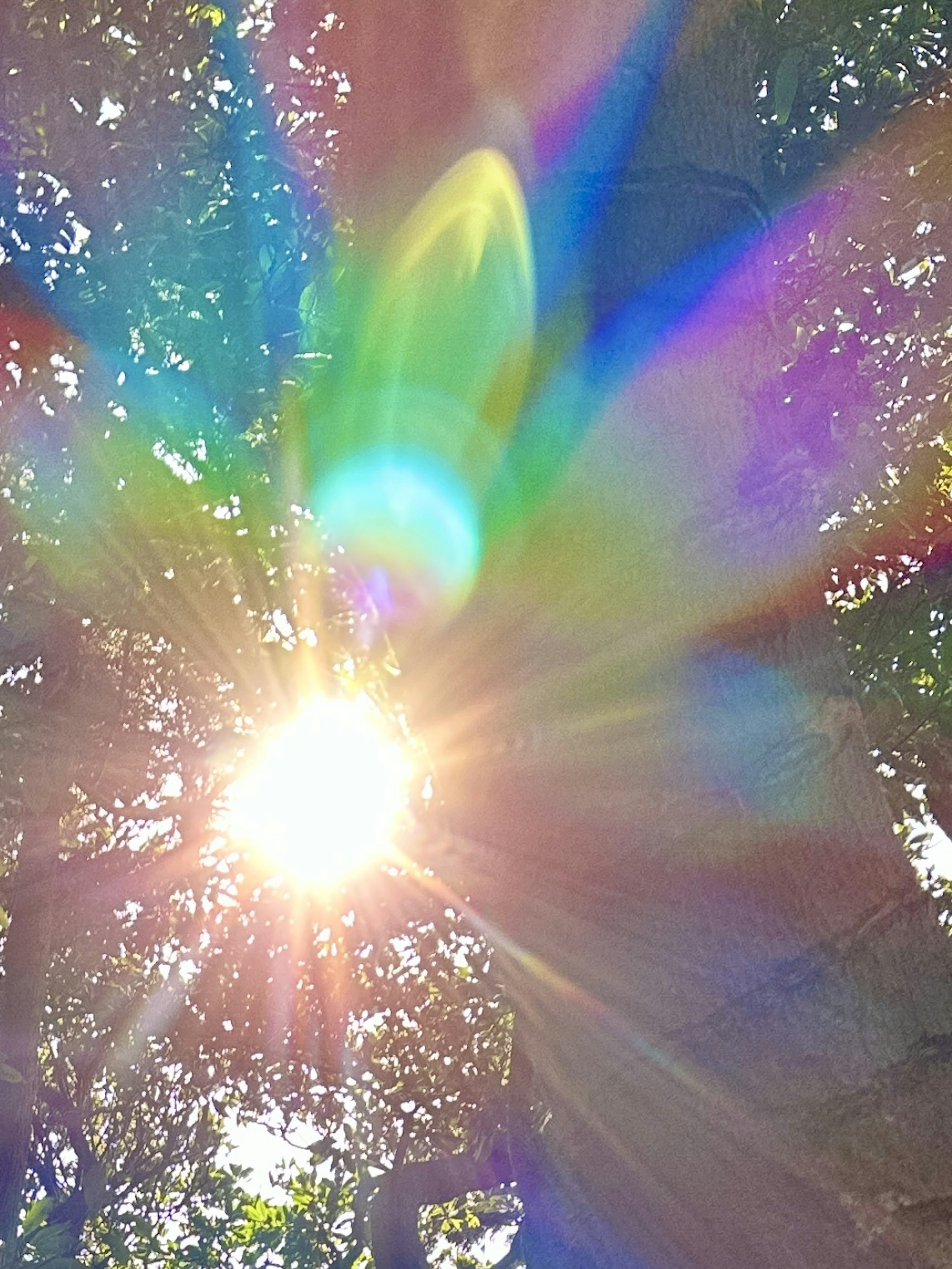 Sunlight streaming through trees with colorful light refraction