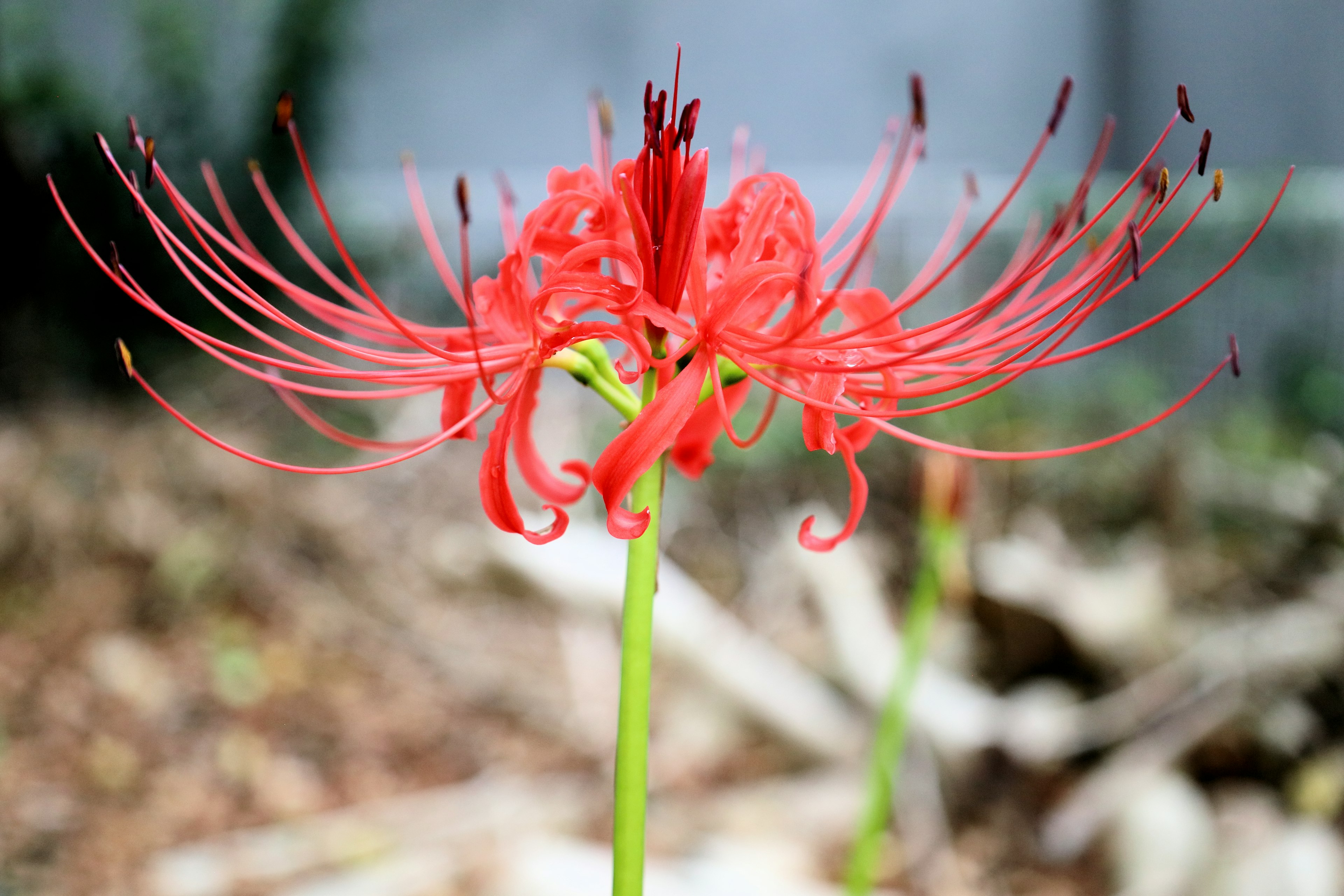 Close-up bunga merah cerah dengan lily laba-laba