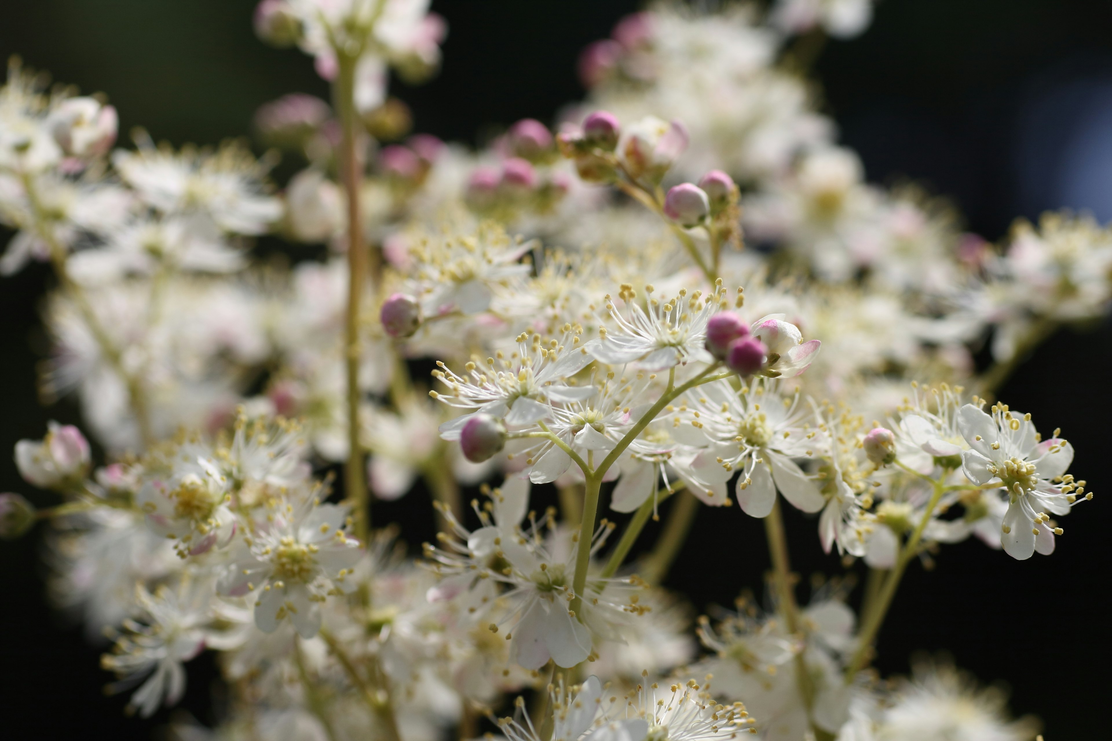 Nahaufnahme einer Pflanze mit weißen Blüten und lila Knospen