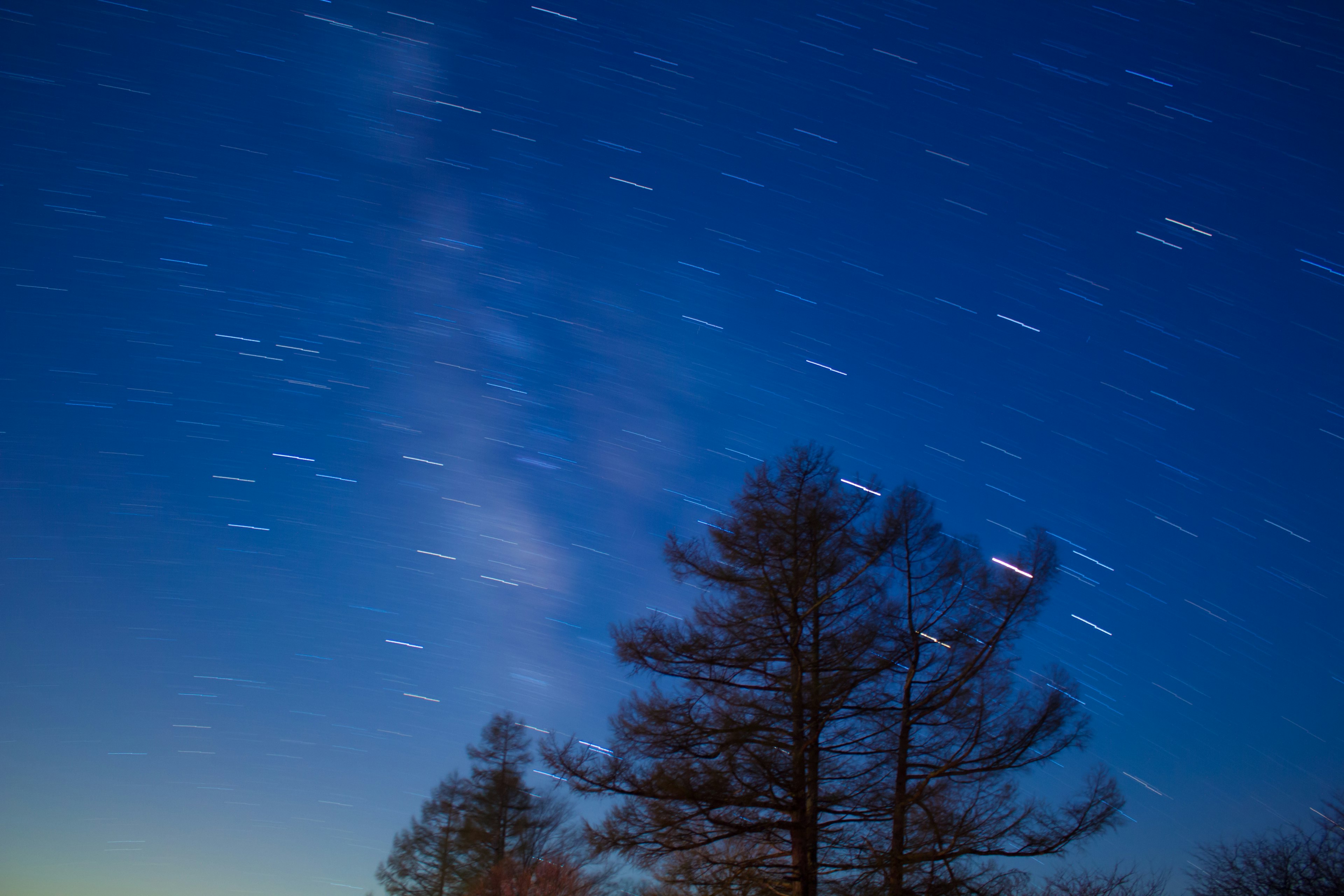 Cielo notturno con scie di stelle e alberi in silhouette