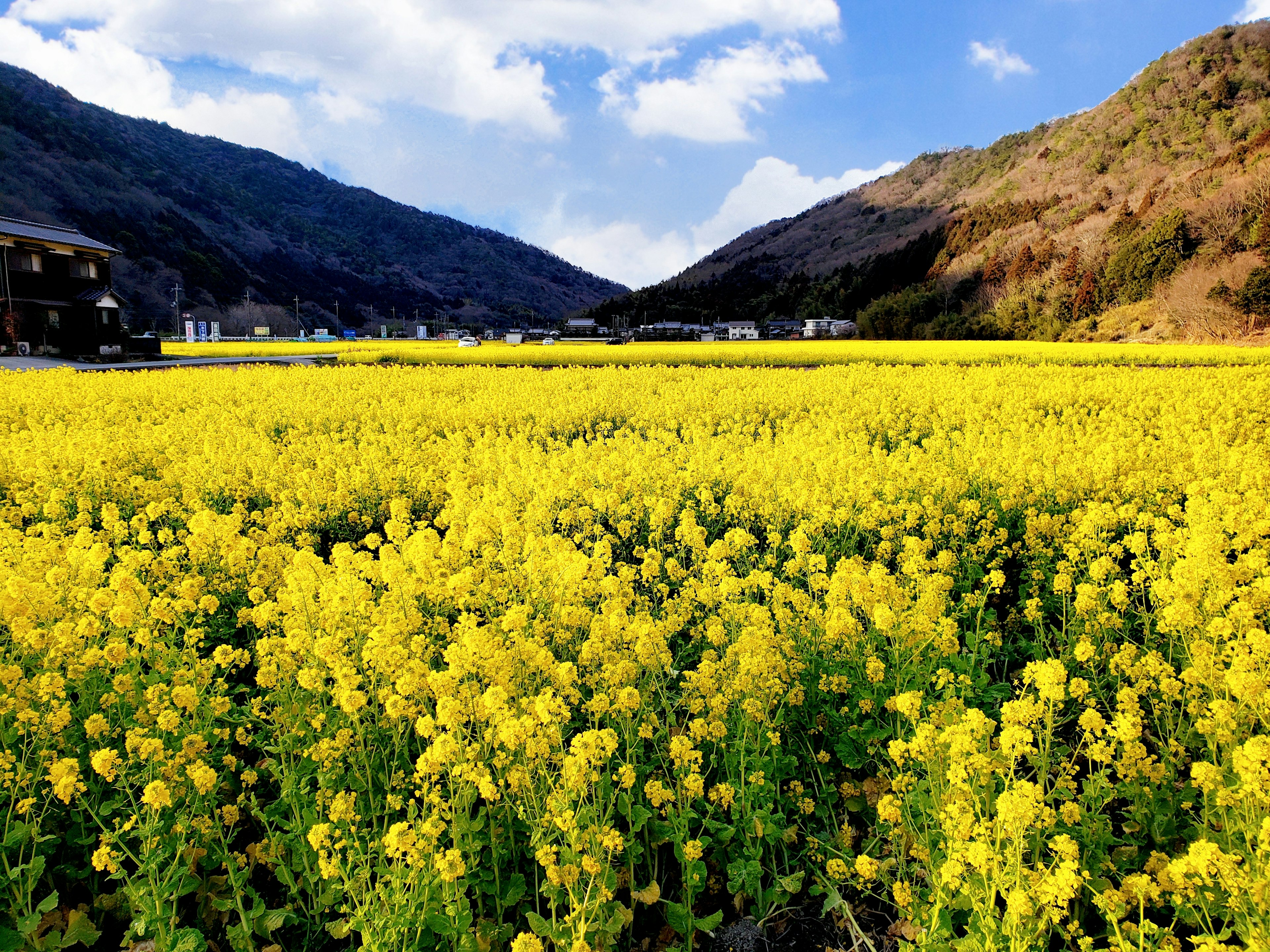 Fiori di colza gialli vibranti in un paesaggio pittoresco circondato da montagne e un cielo luminoso