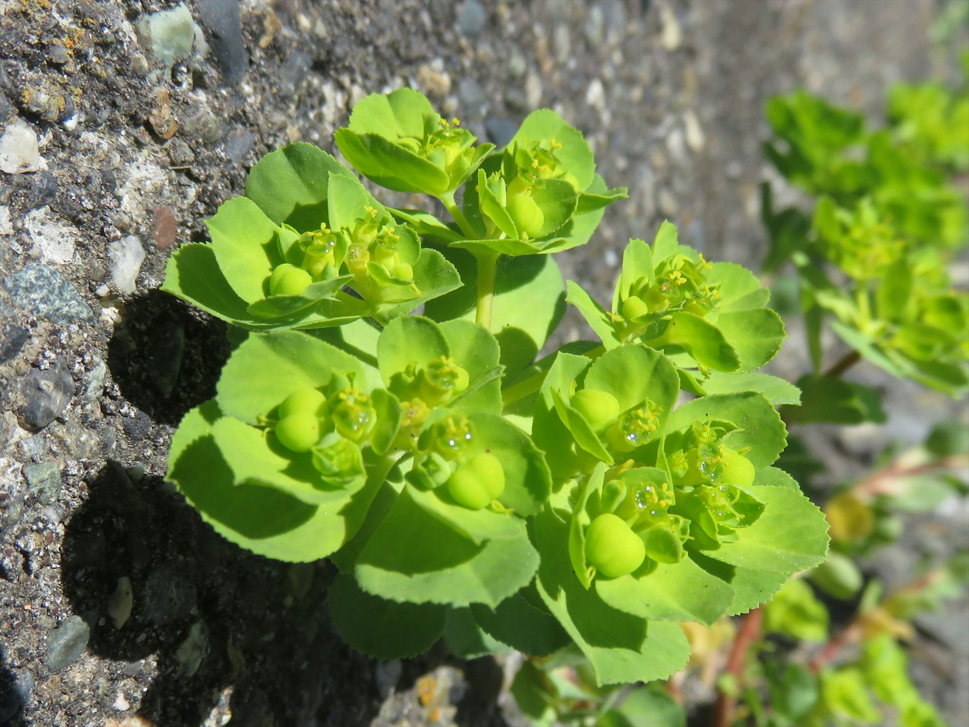 Une plante verte avec des feuilles rondes poussant du sol