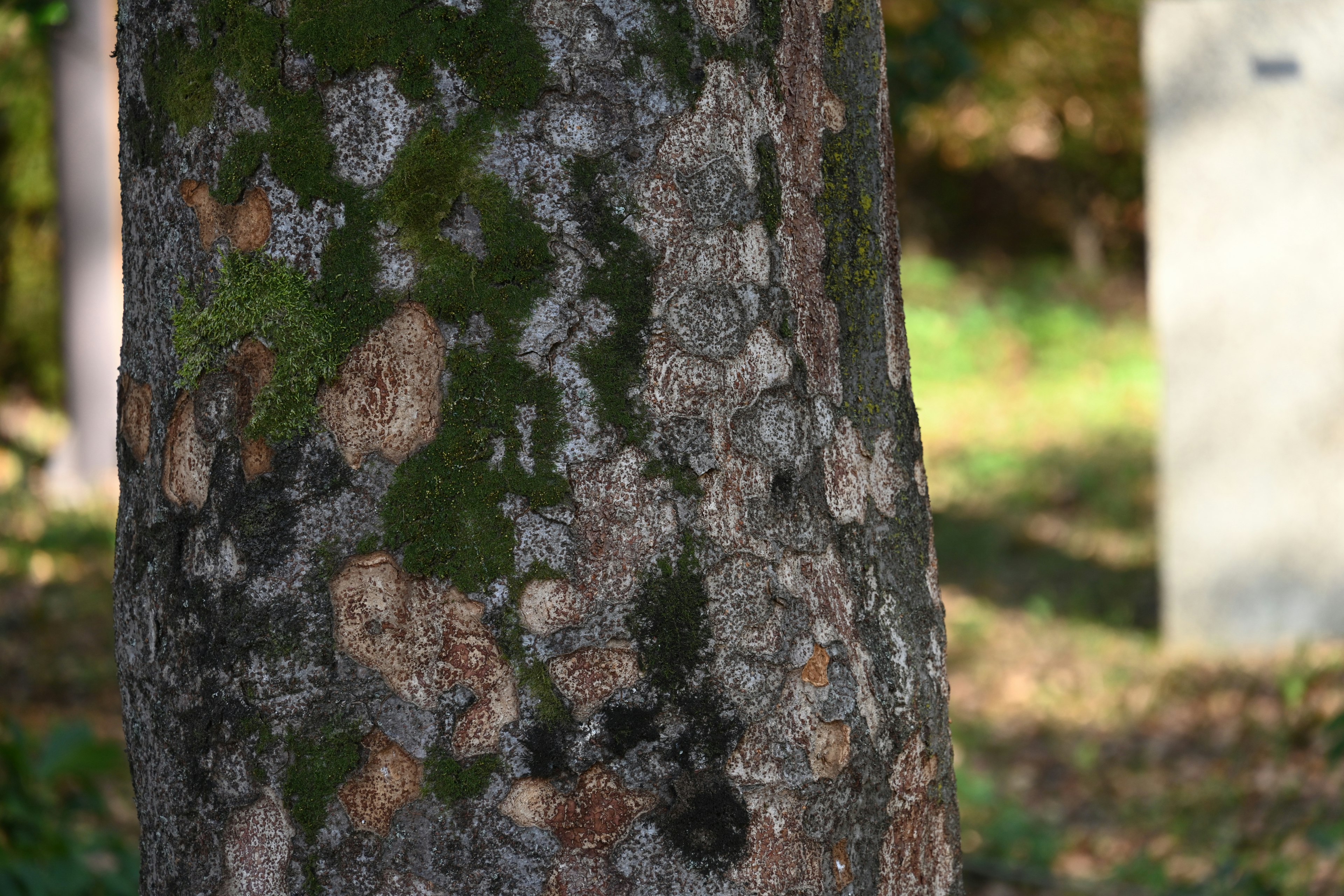 Detailed texture of a tree trunk with moss