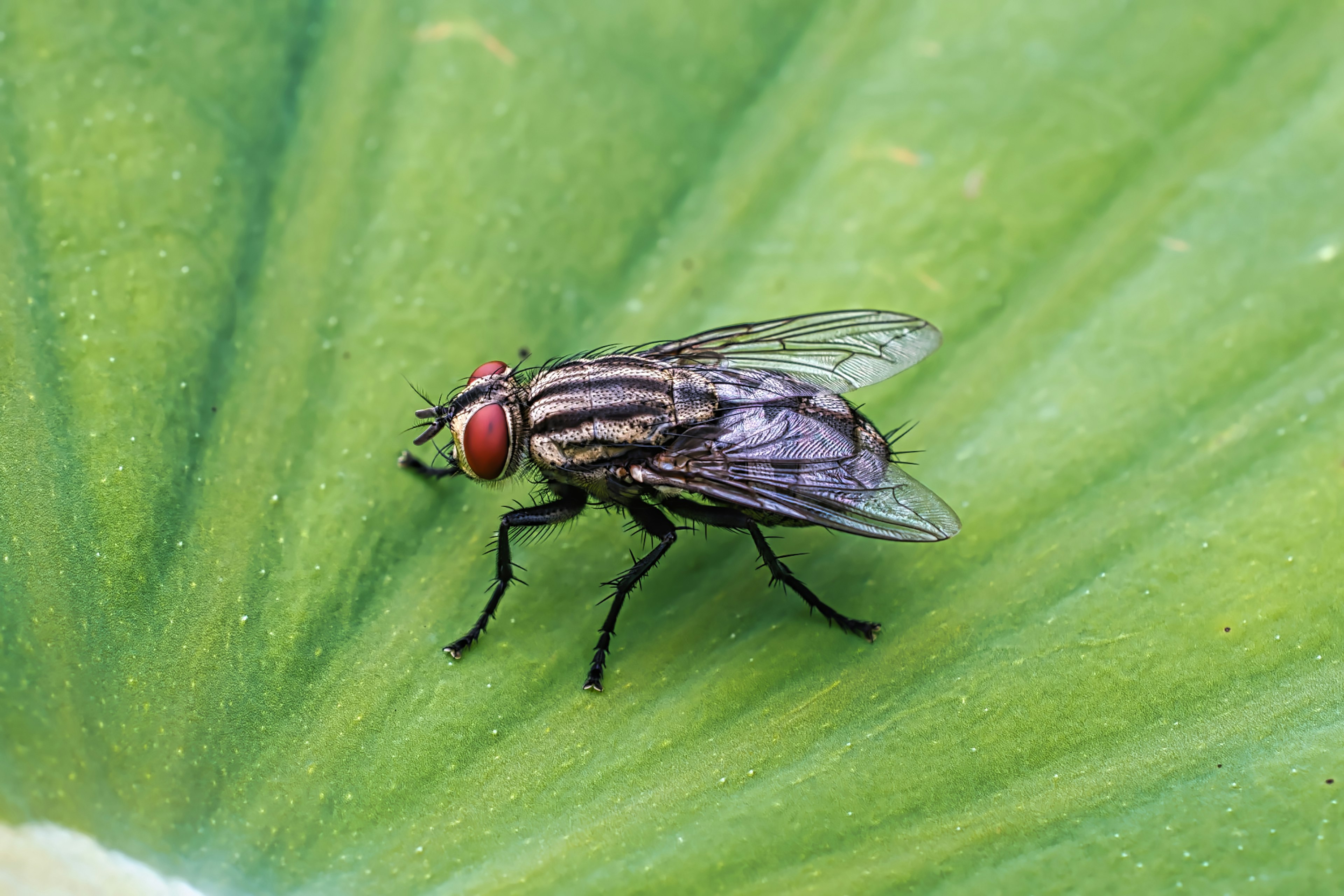 Fly with red eyes on a green leaf