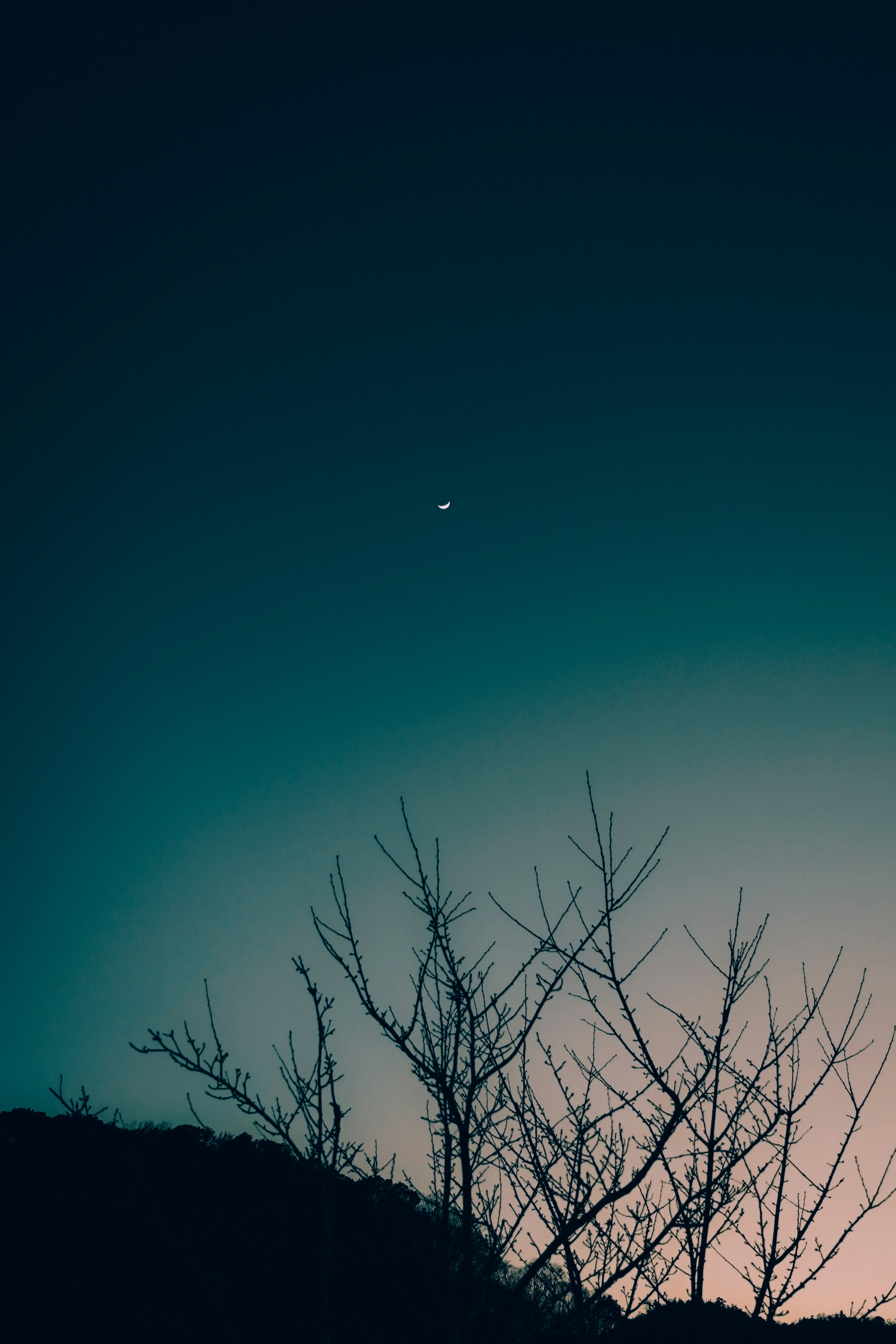 Estrella en el cielo al atardecer con ramas en silueta