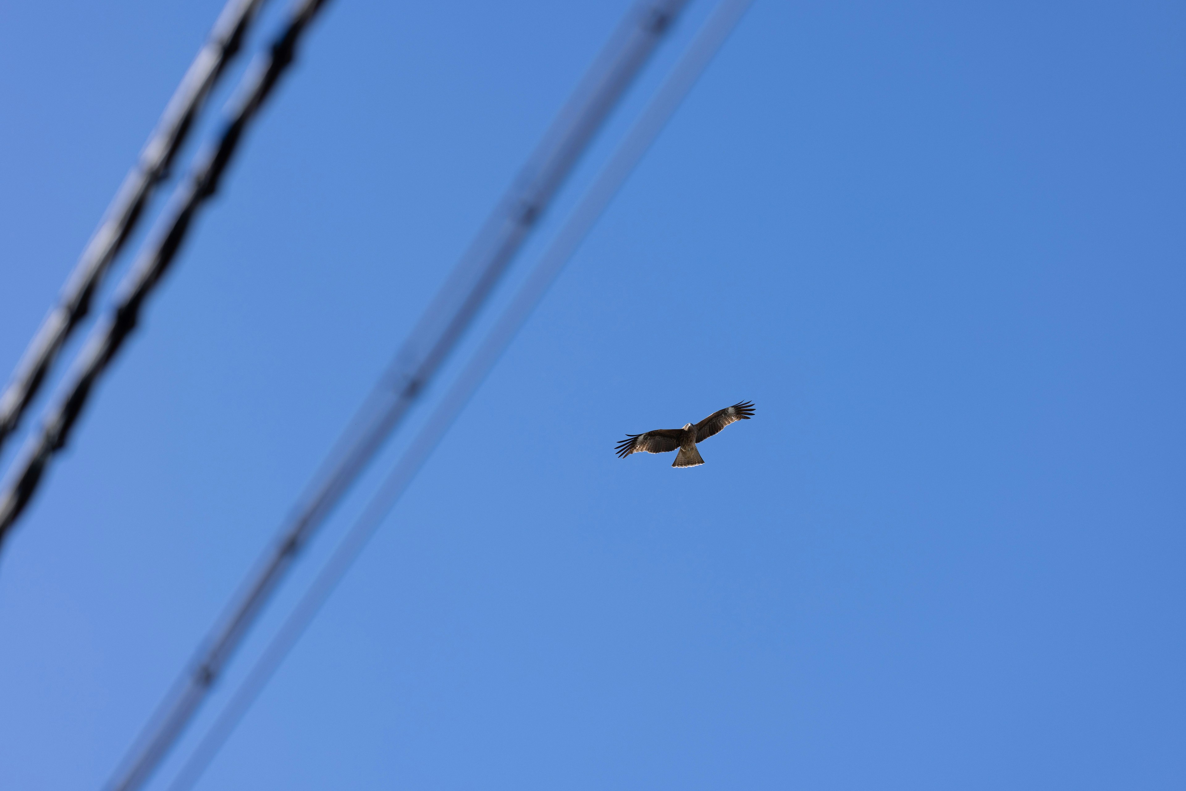 Faucon volant contre un ciel bleu avec des lignes électriques