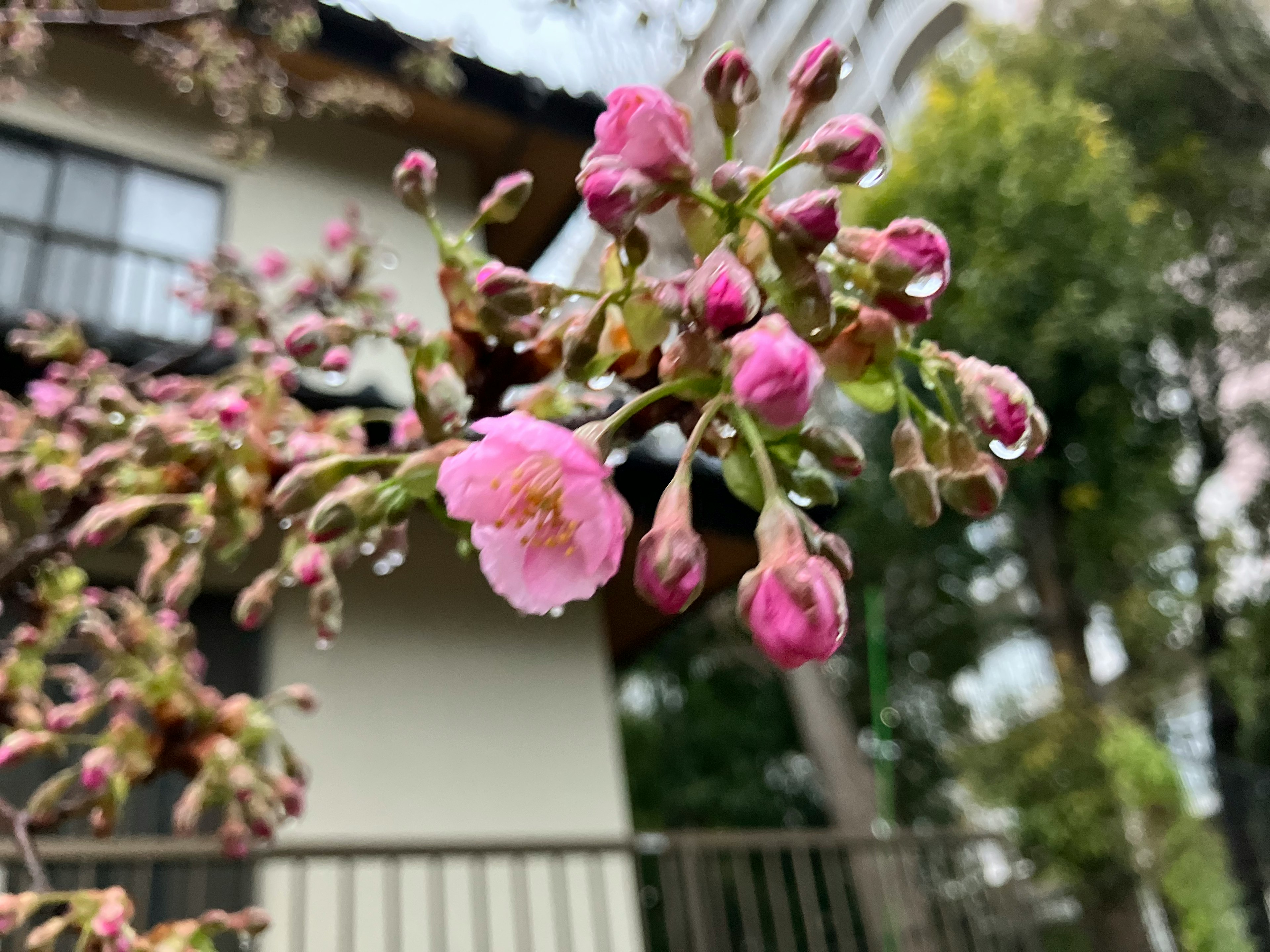 Kuncup bunga sakura dan bunga yang sedang mekar dengan bagian rumah terlihat di latar belakang