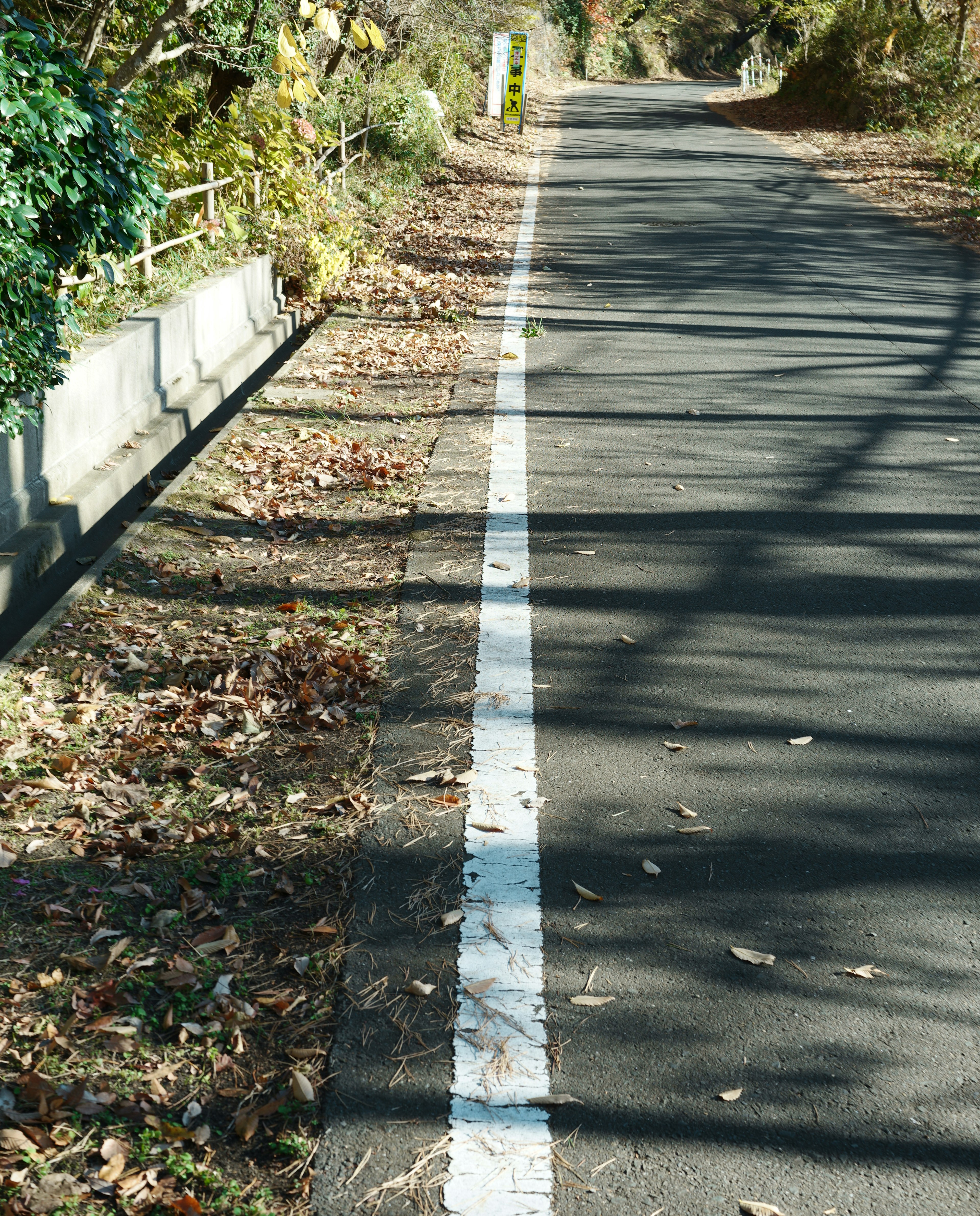 舗装された道と落ち葉のある風景