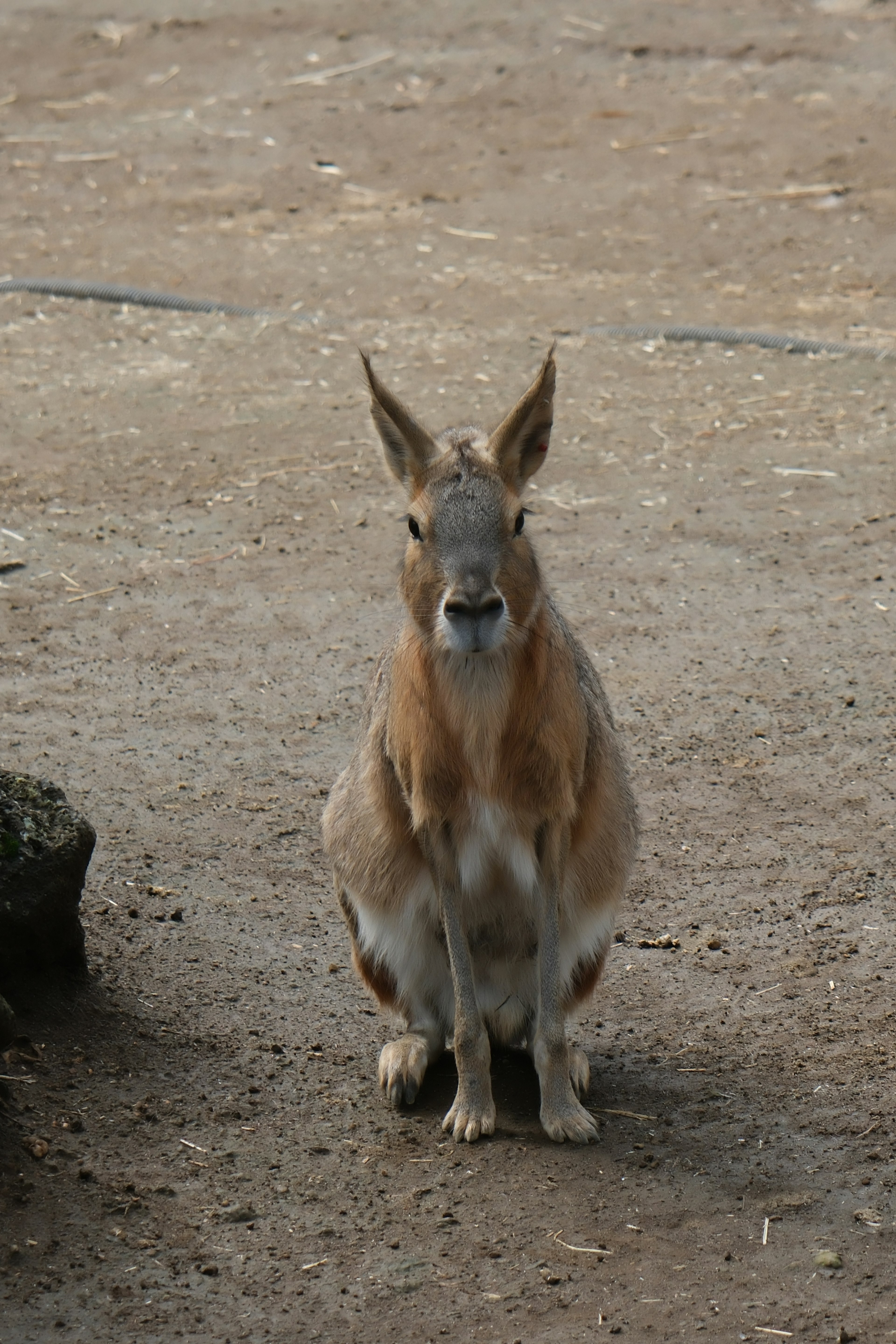 地面に座っている動物の画像