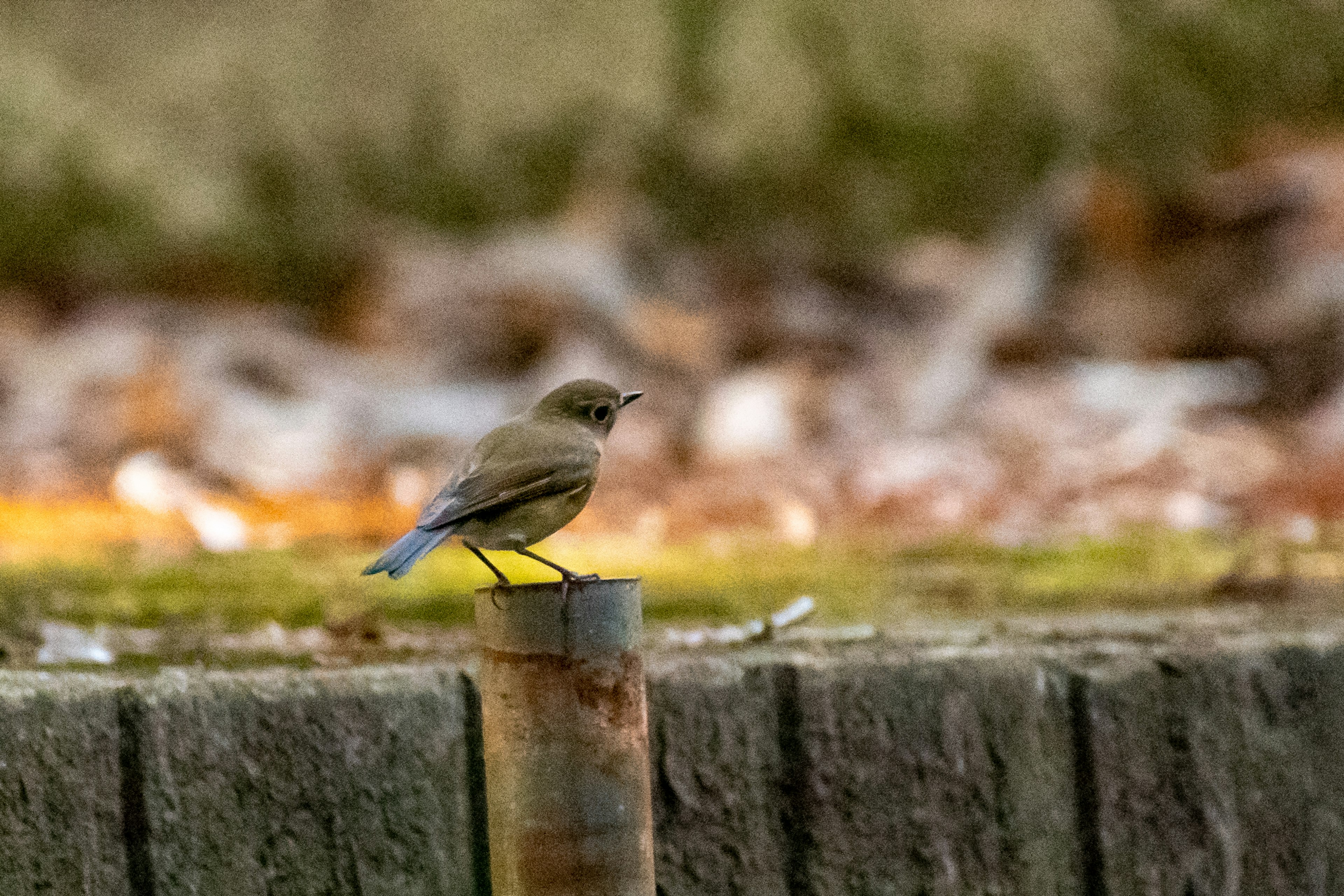 A small bird perched on a wooden post with a blurred green background and fallen leaves