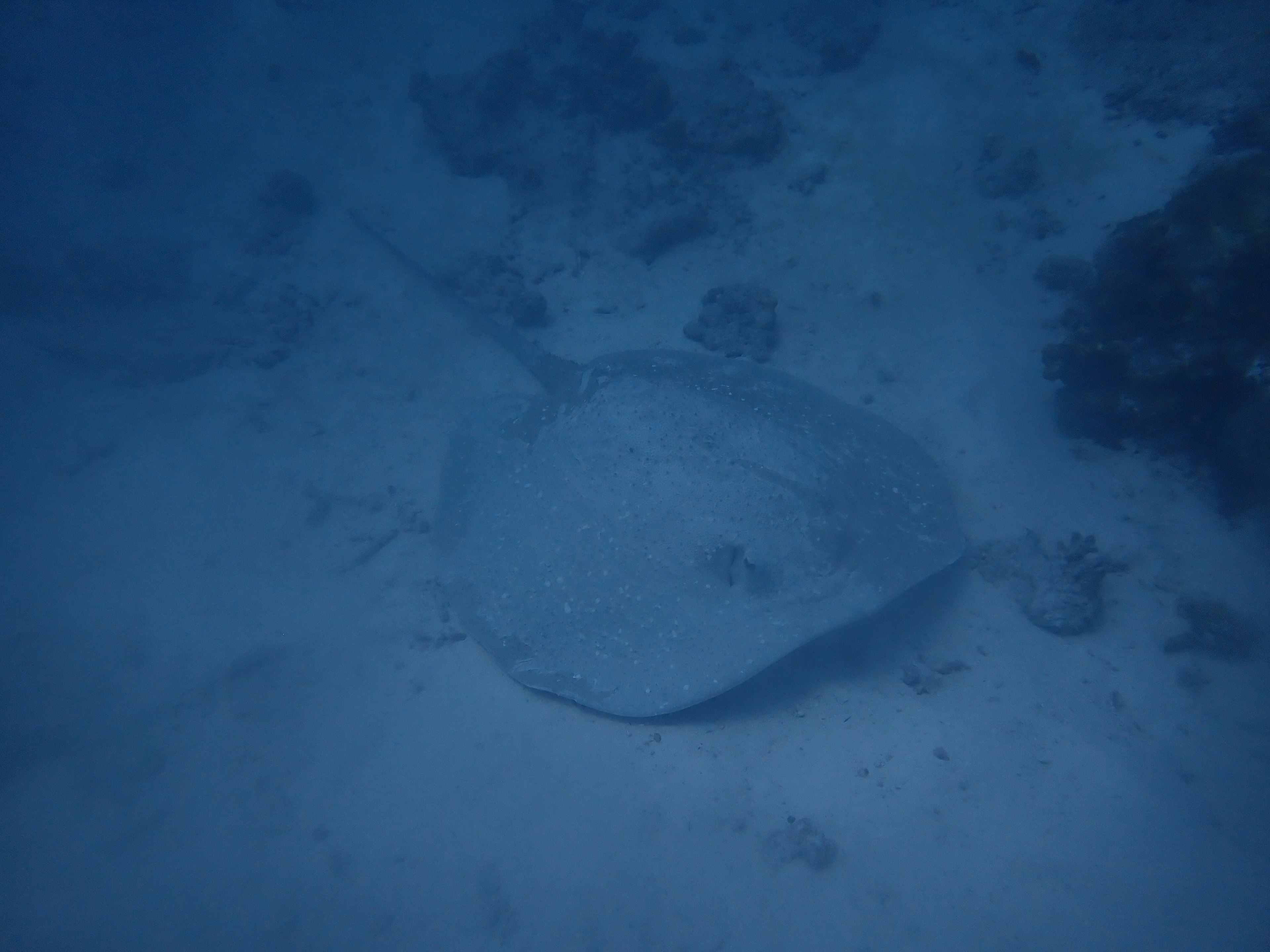 A ray resting on the ocean floor