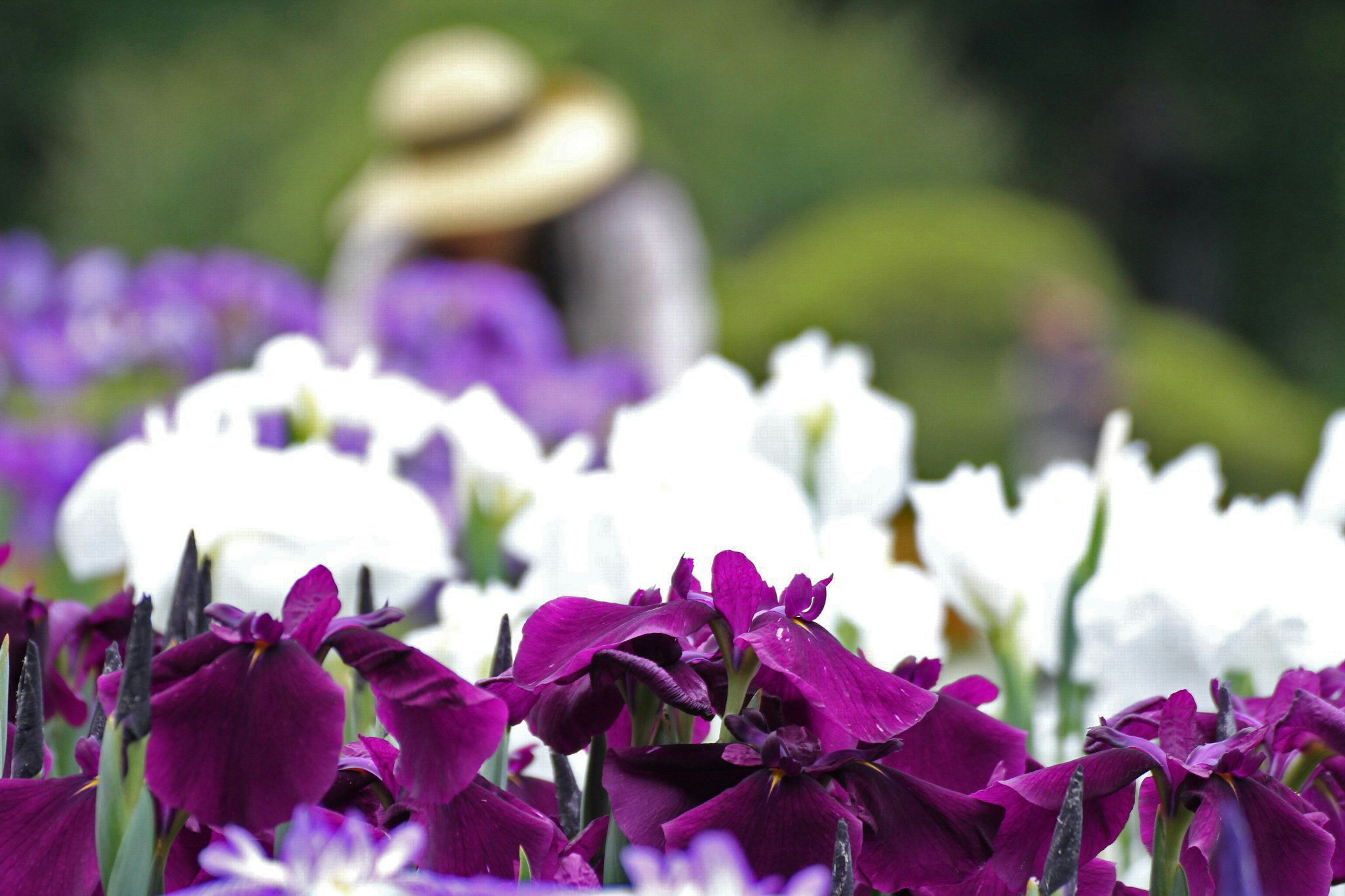 Une personne portant un chapeau se tient derrière des fleurs violettes et blanches en fleurs