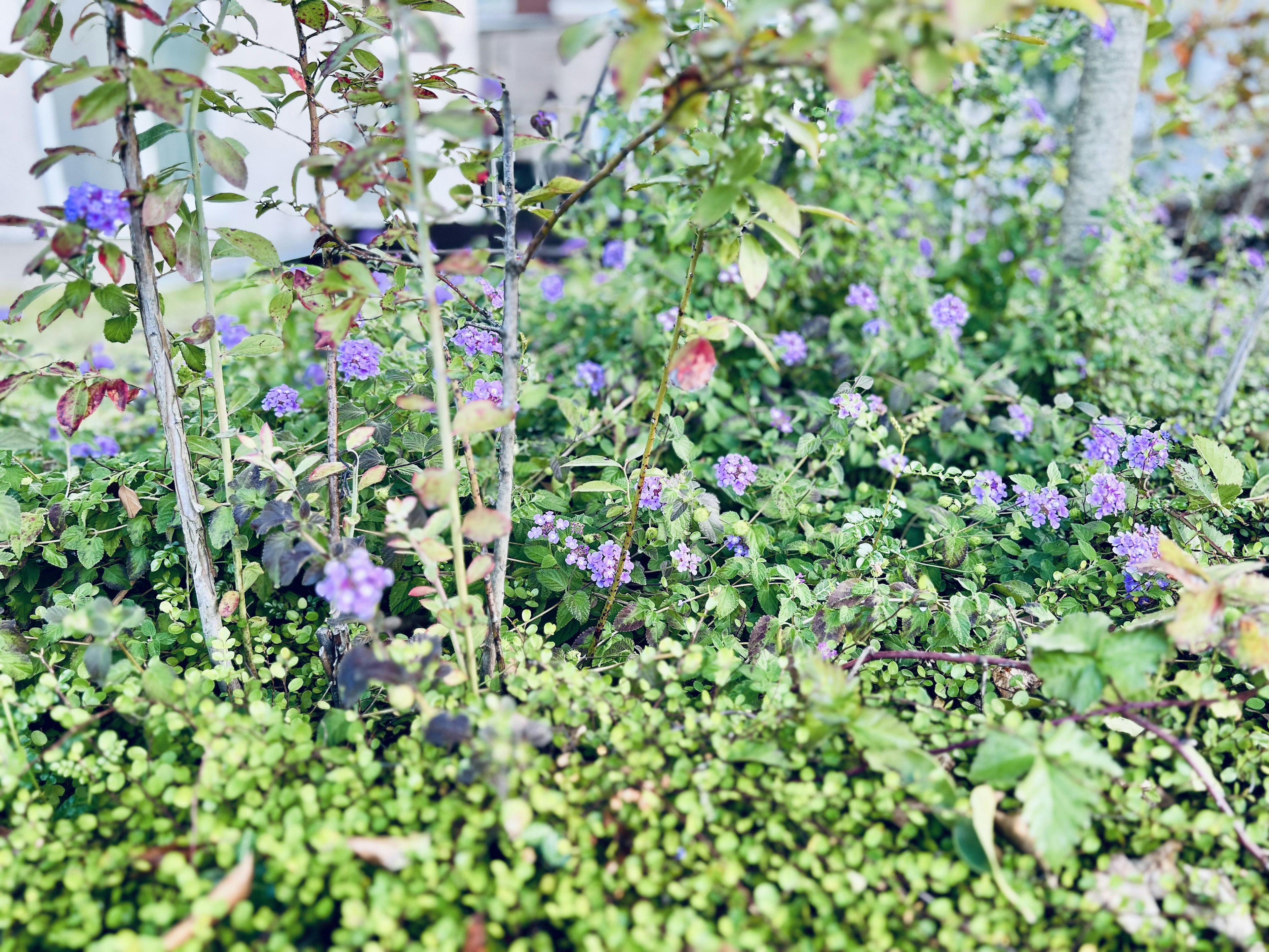 Una escena de jardín con plantas verdes y pequeñas flores moradas