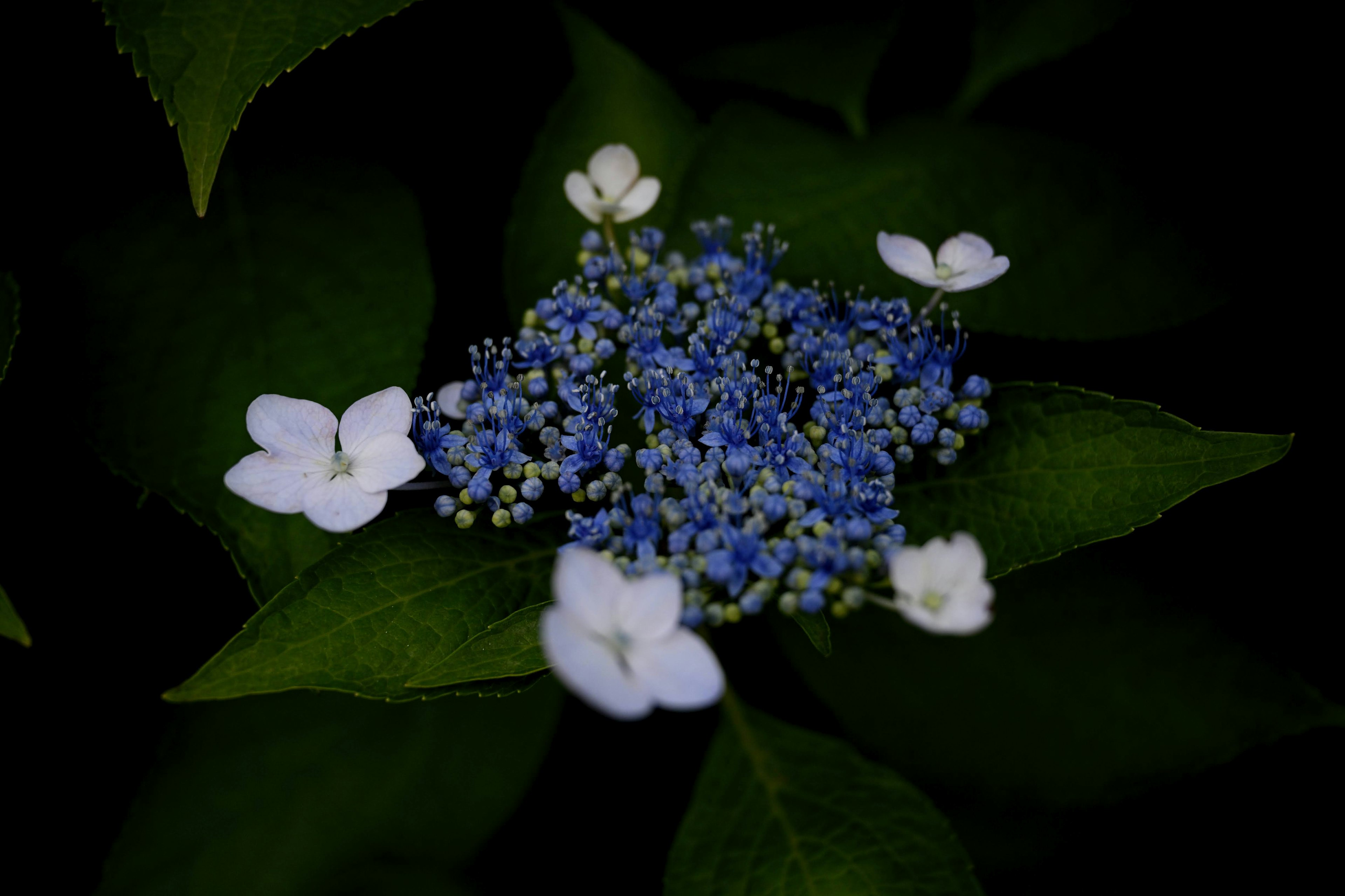 Bündel blauer Blumen umgeben von weißen Blumen auf grünen Blättern