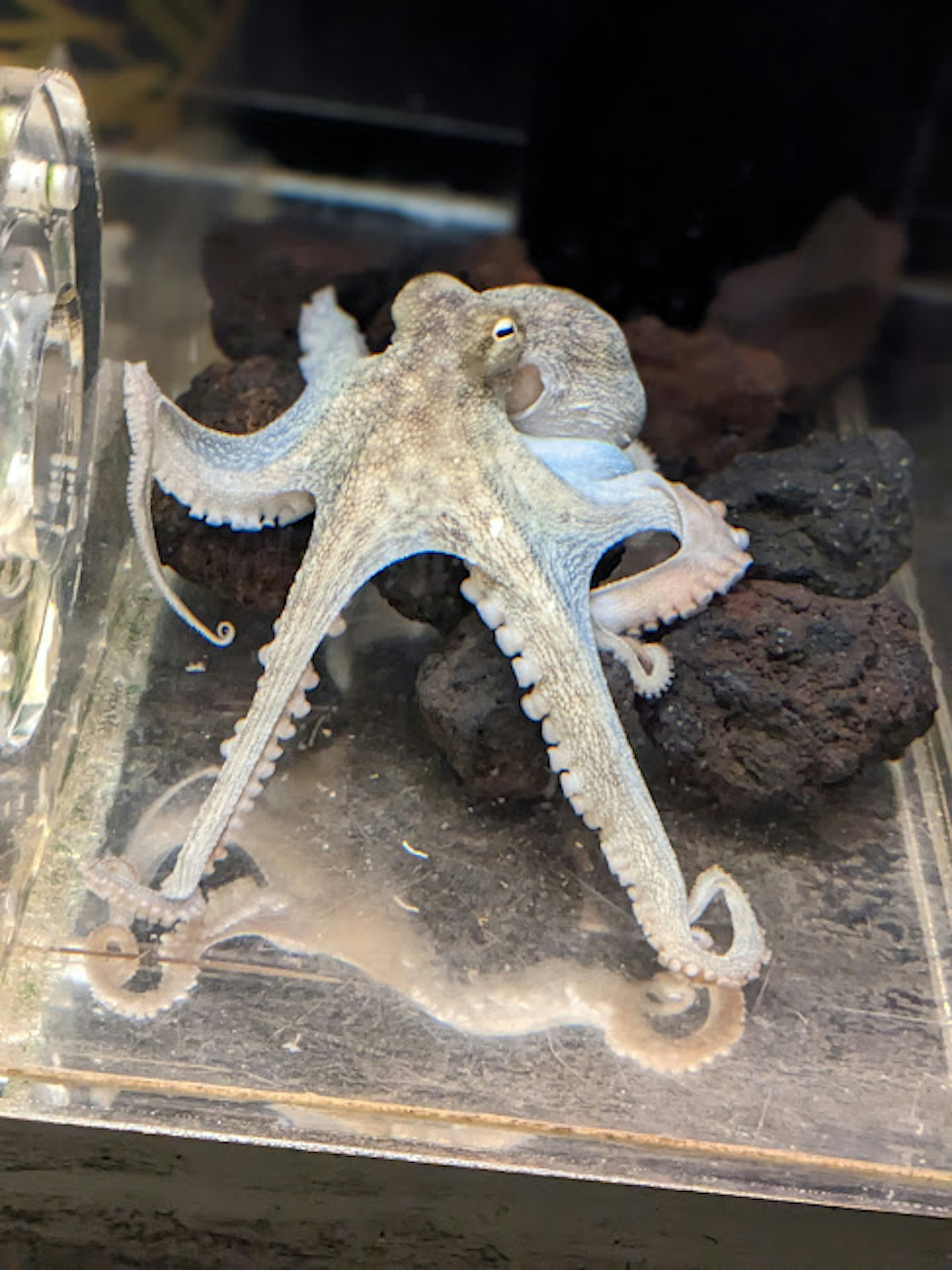 A close-up view of an octopus in an aquarium with detailed features