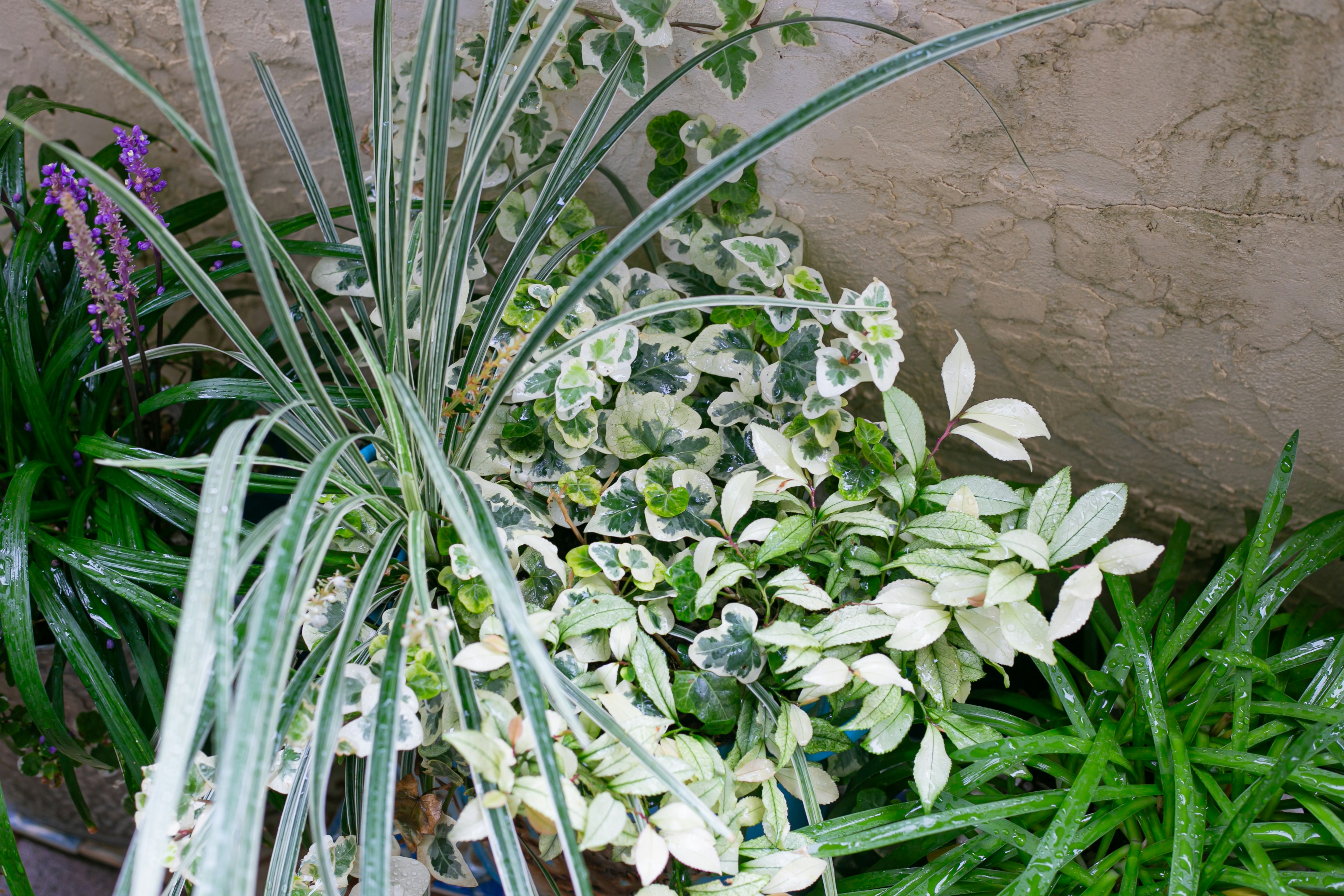 Colección exuberante de plantas con colores de hojas diversos