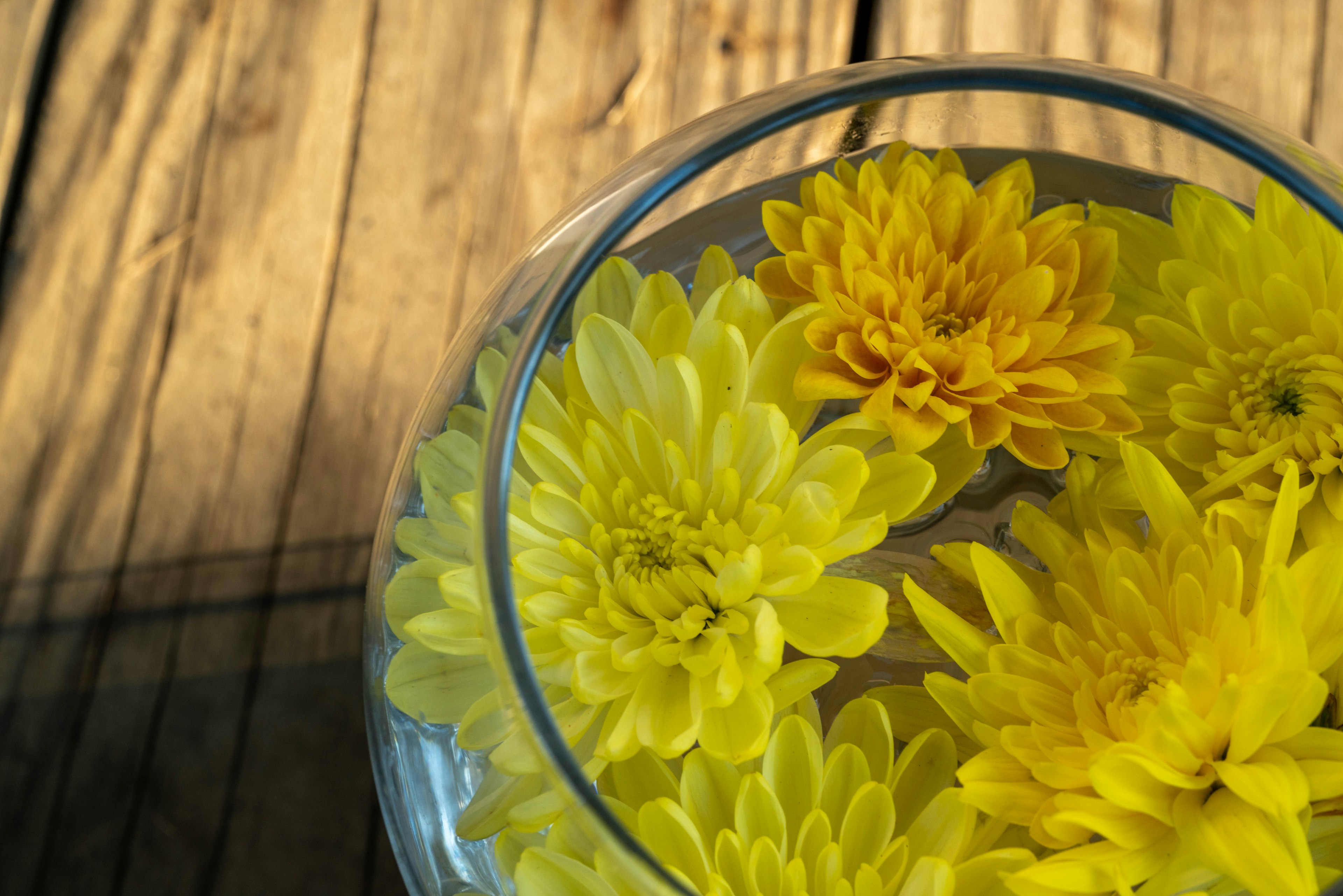 Yellow chrysanthemums floating in clear water in a glass bowl on a wooden table