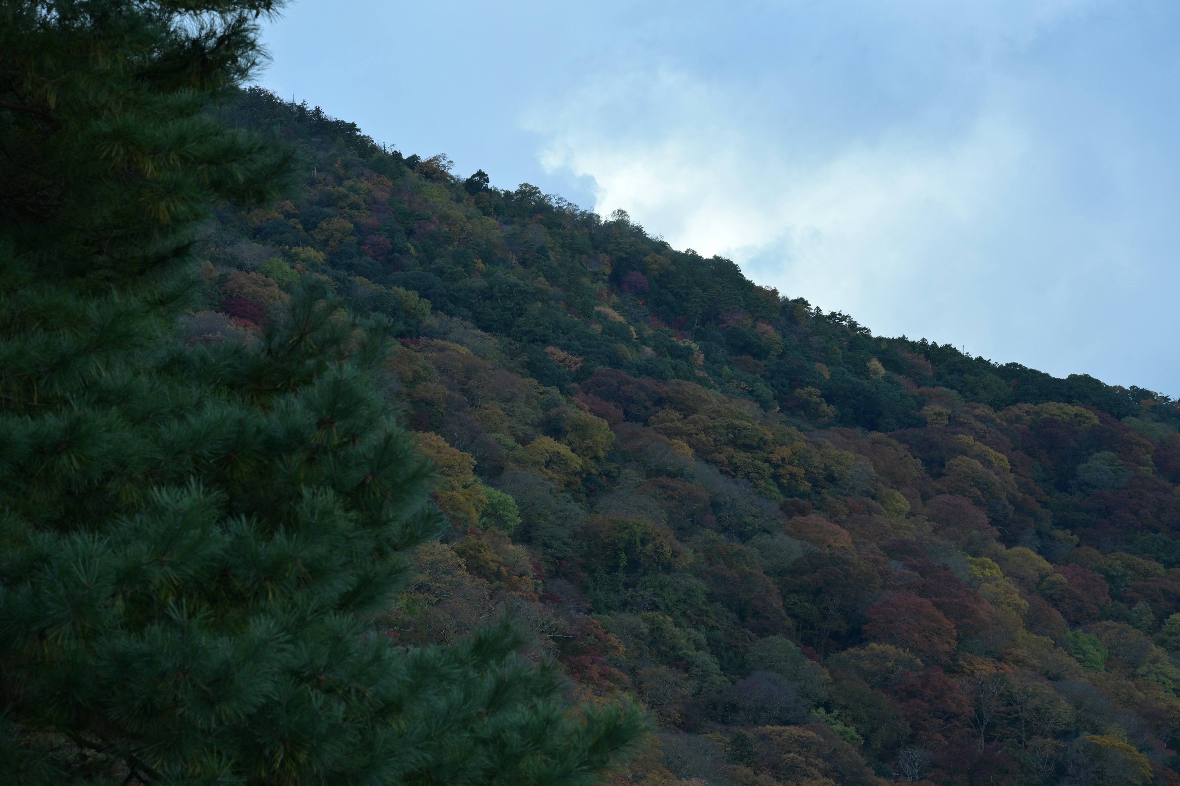 秋の色合いの木々がある山の斜面と曇り空