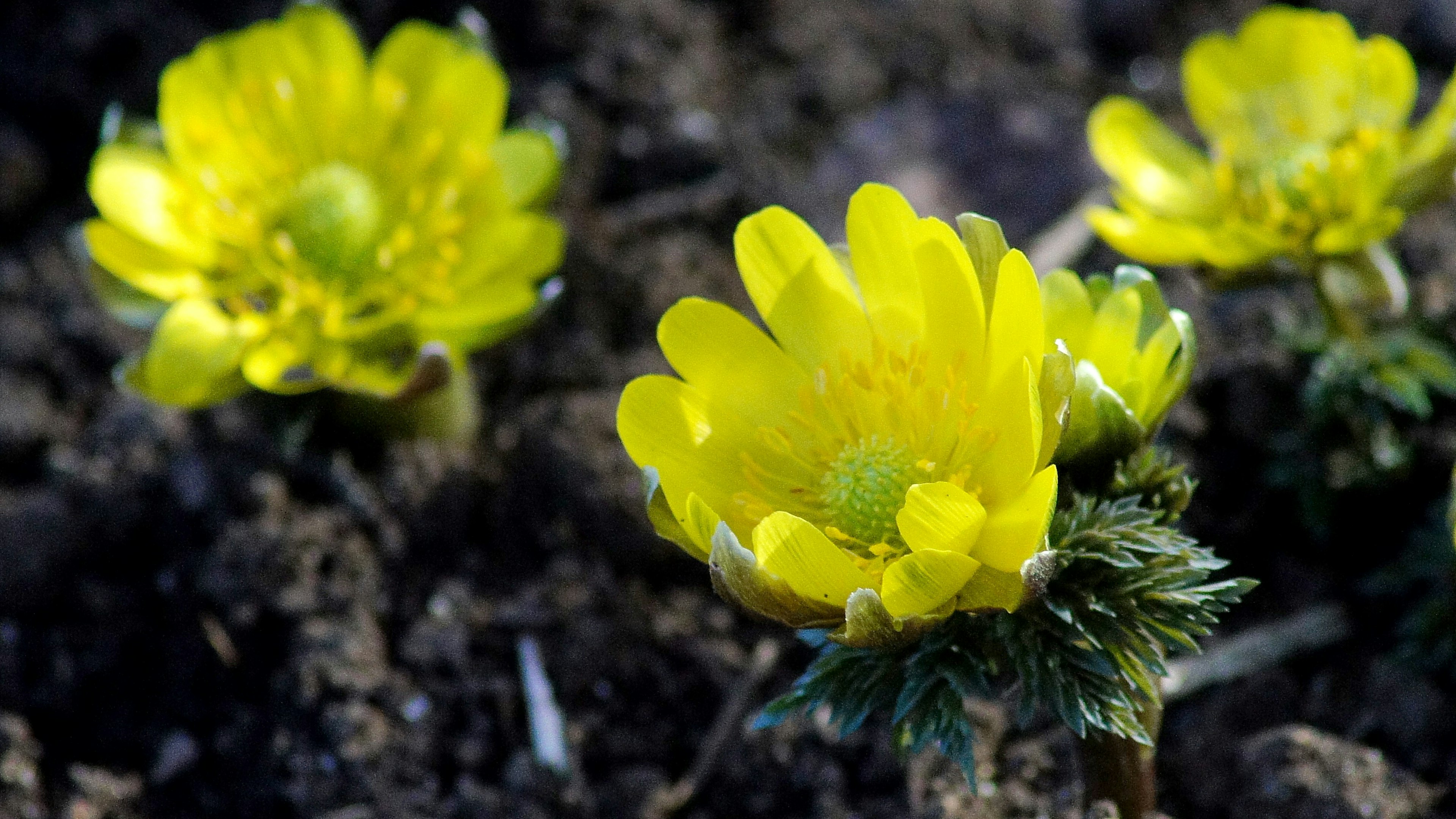 Grupo de flores amarillas brillantes floreciendo en el suelo