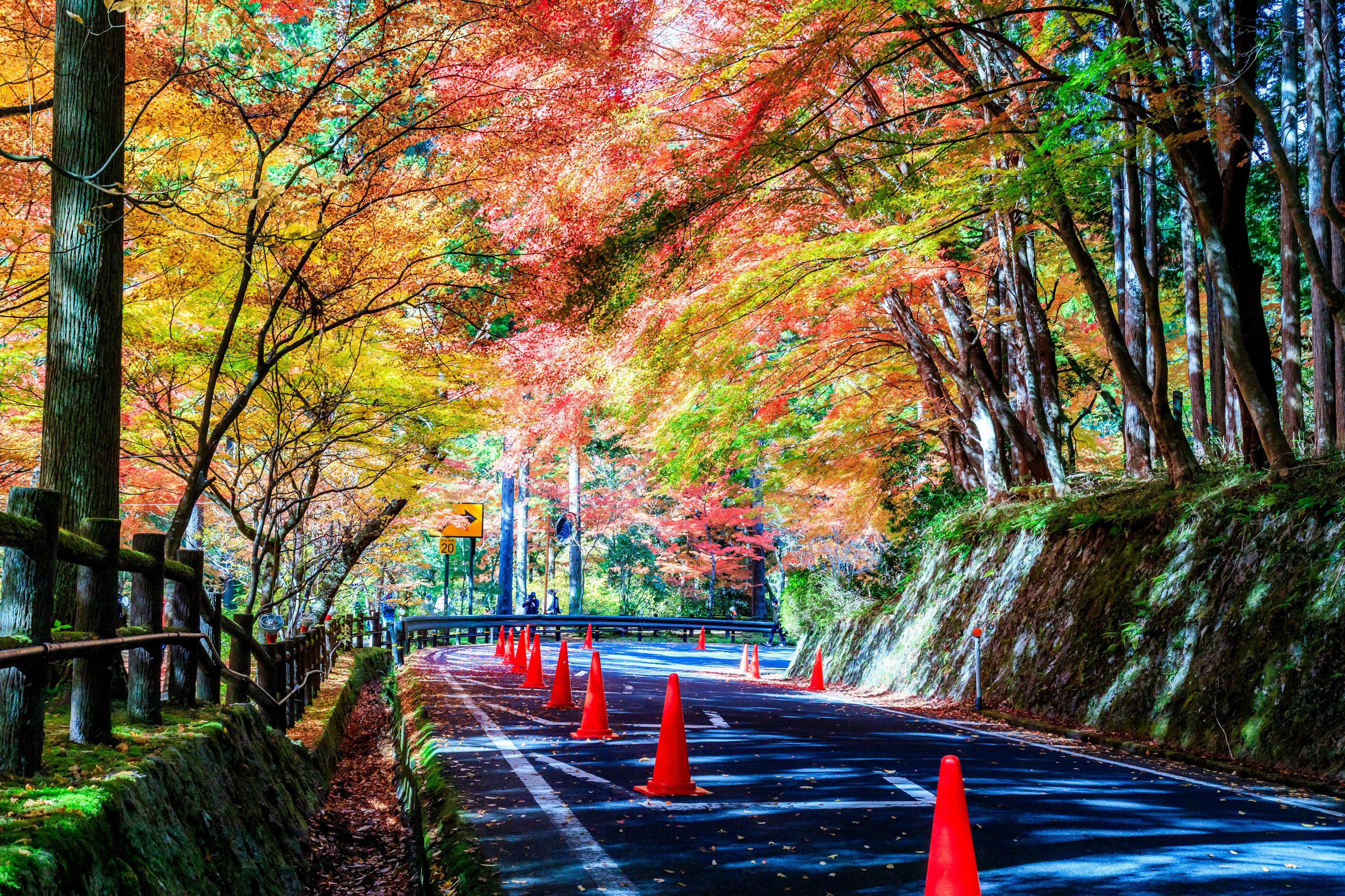 Strada circondata da fogliame autunnale con coni stradali arancioni