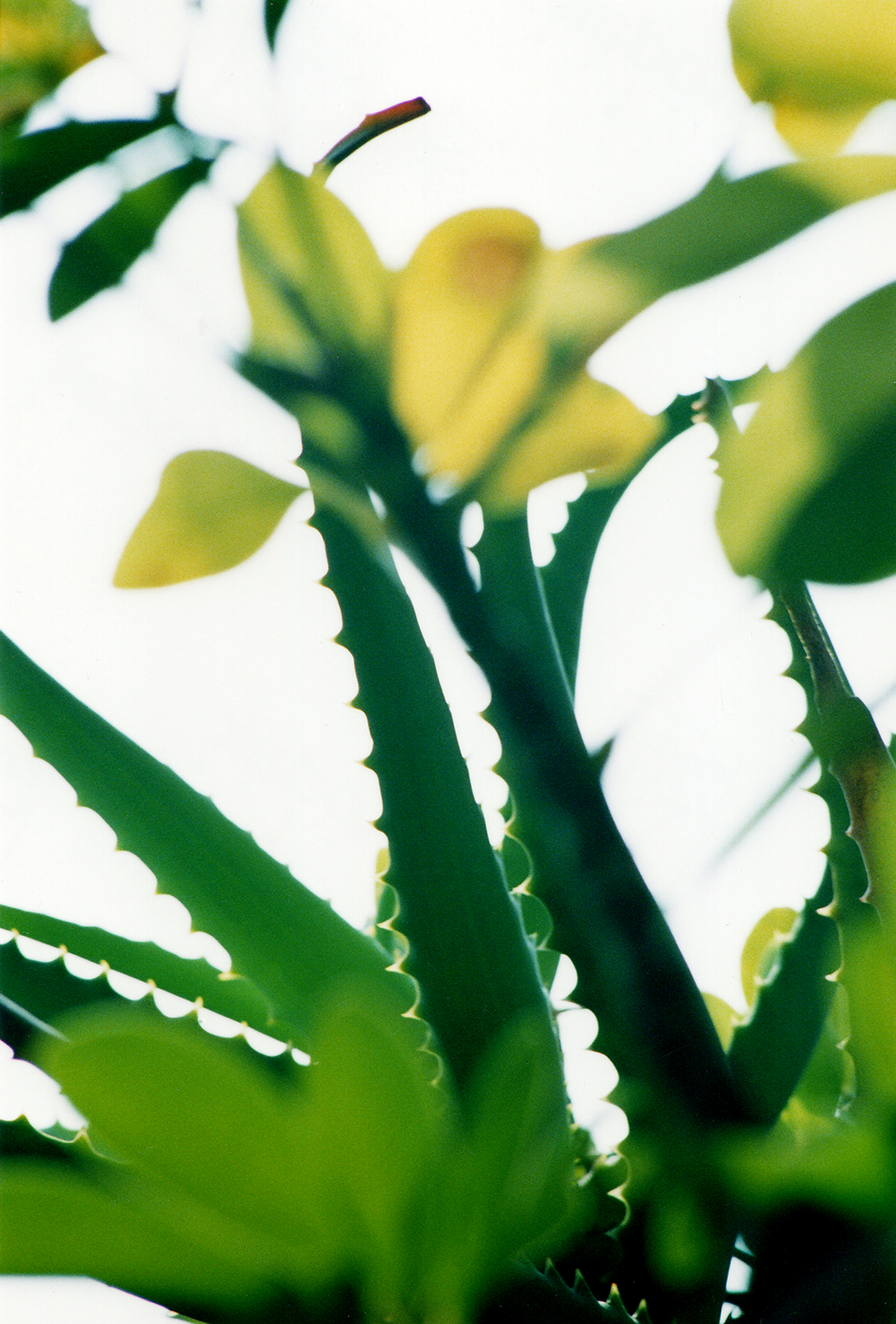 Close-up of a plant with green leaves and yellow flowers