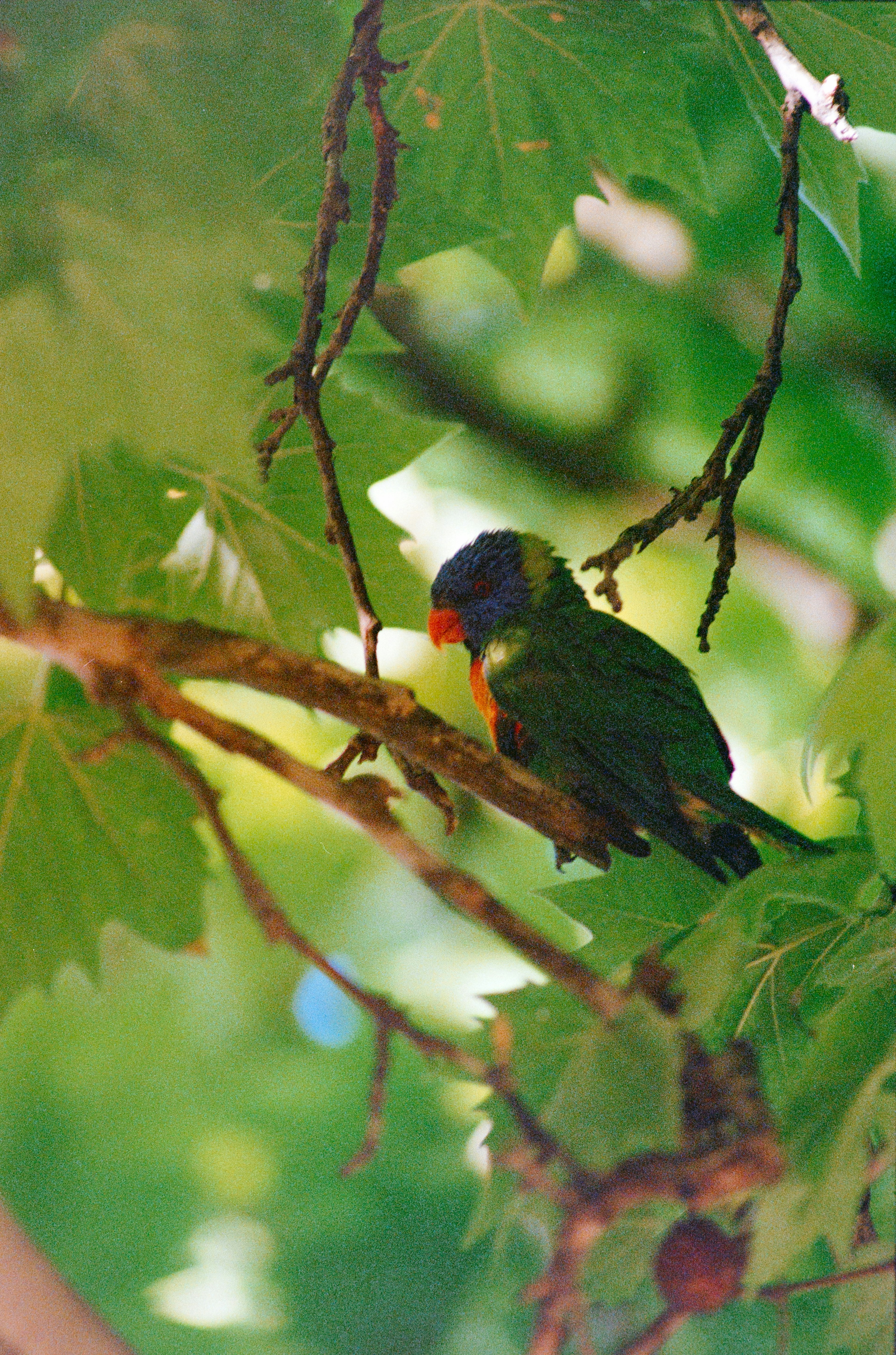 Colorful parrot perched among green leaves