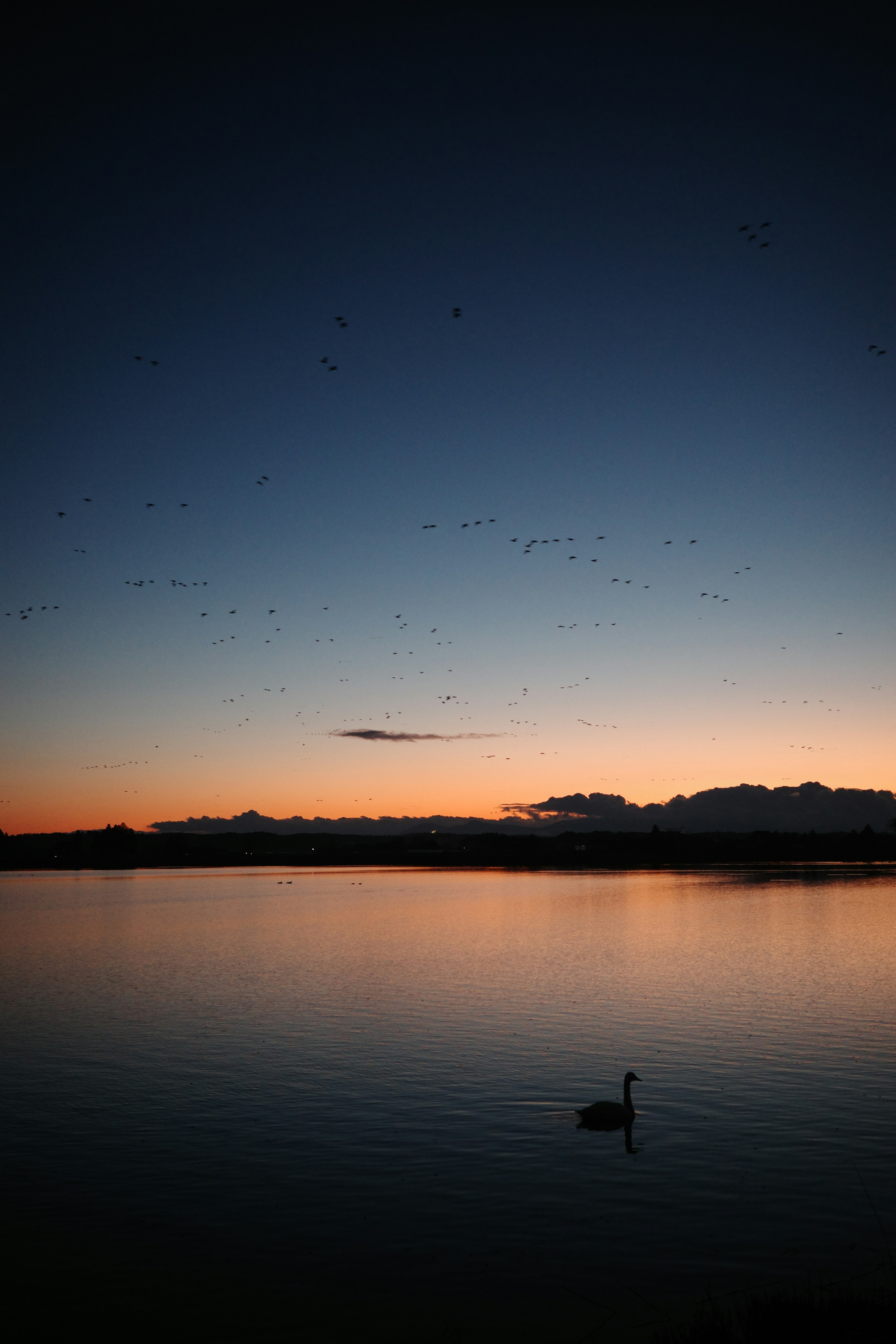 Ein ruhiger See mit einem Schwan und einem Sonnenuntergangshimmel