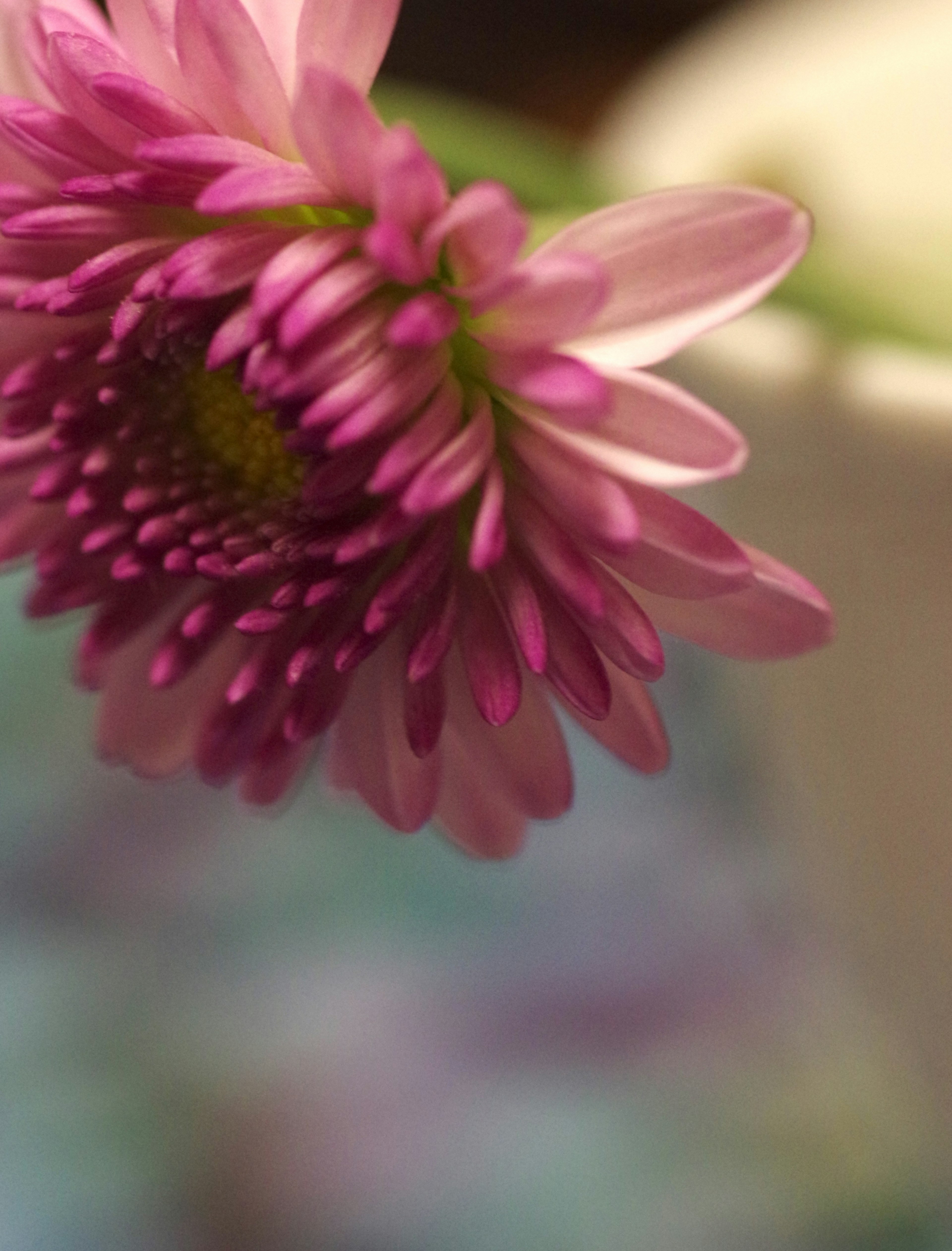 Close-up bunga pink dengan kelopak lembut di latar belakang kabur