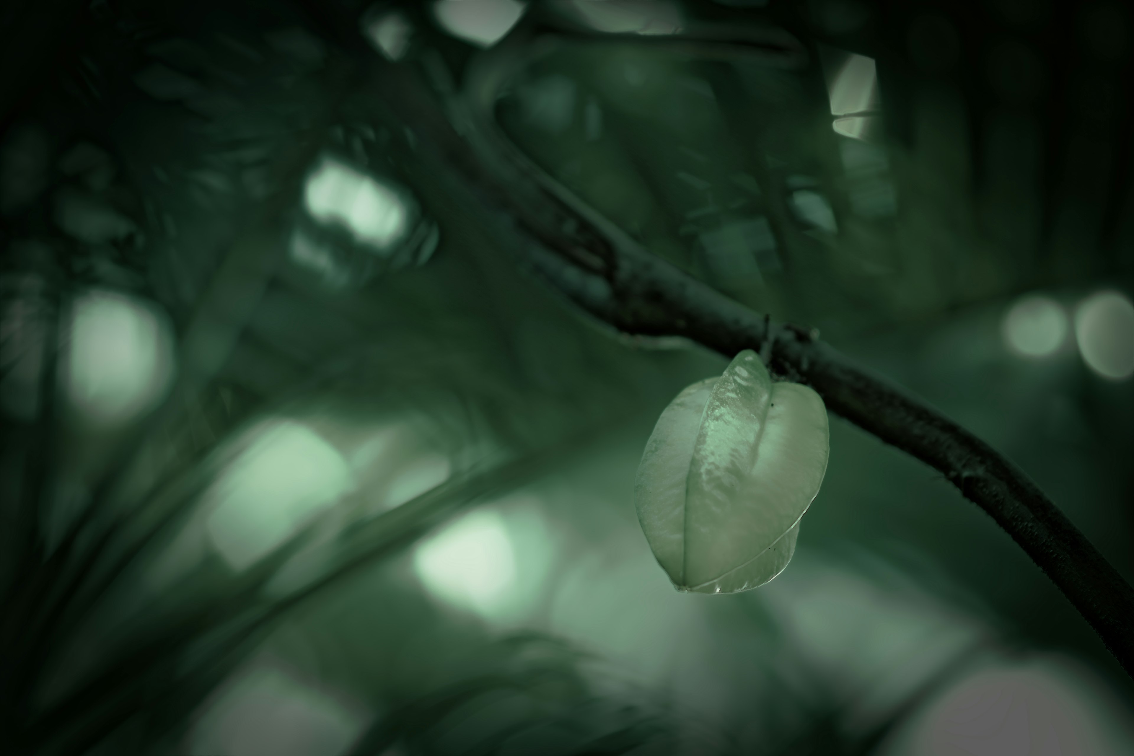 Un bocciolo di fiore bianco tra foglie verdi