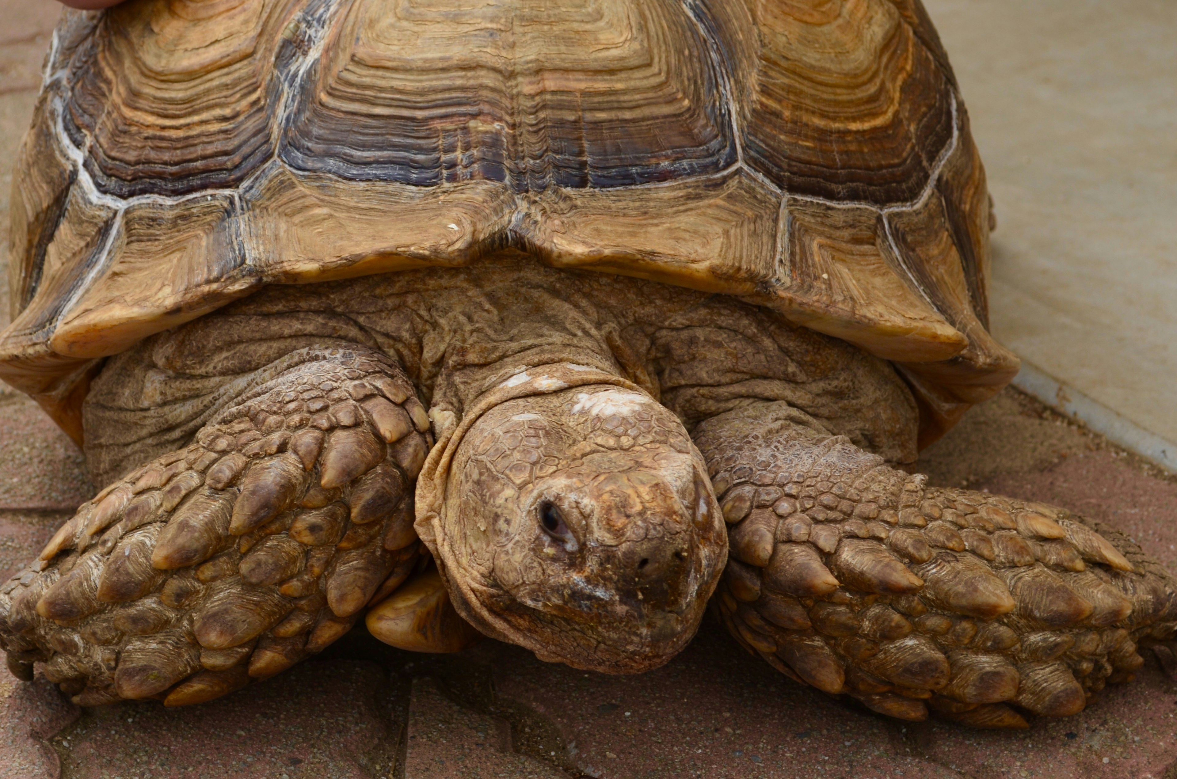 Nahaufnahme einer Schildkröte mit auffälligen Panzermustern