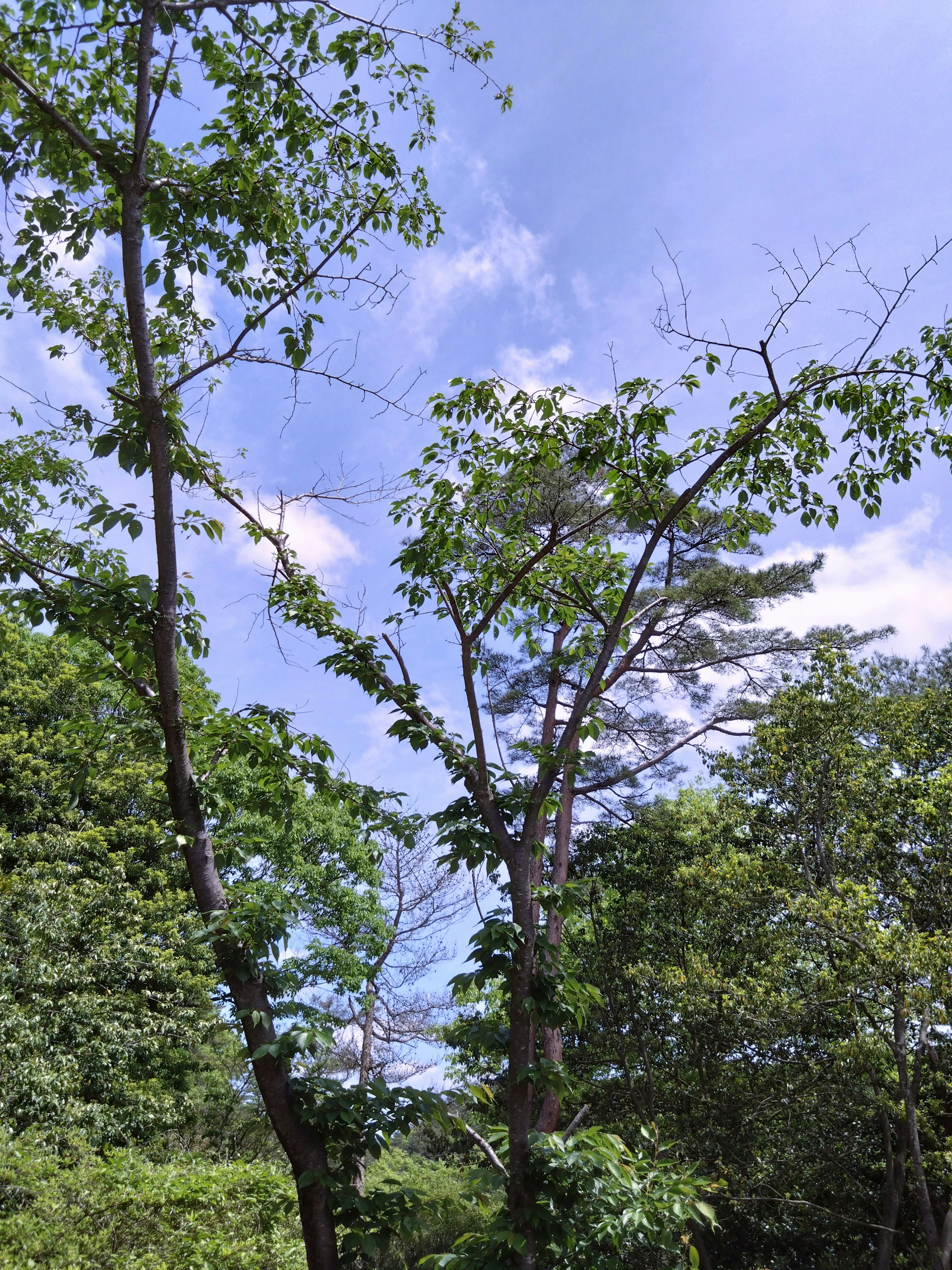 Trees with green leaves under a blue sky