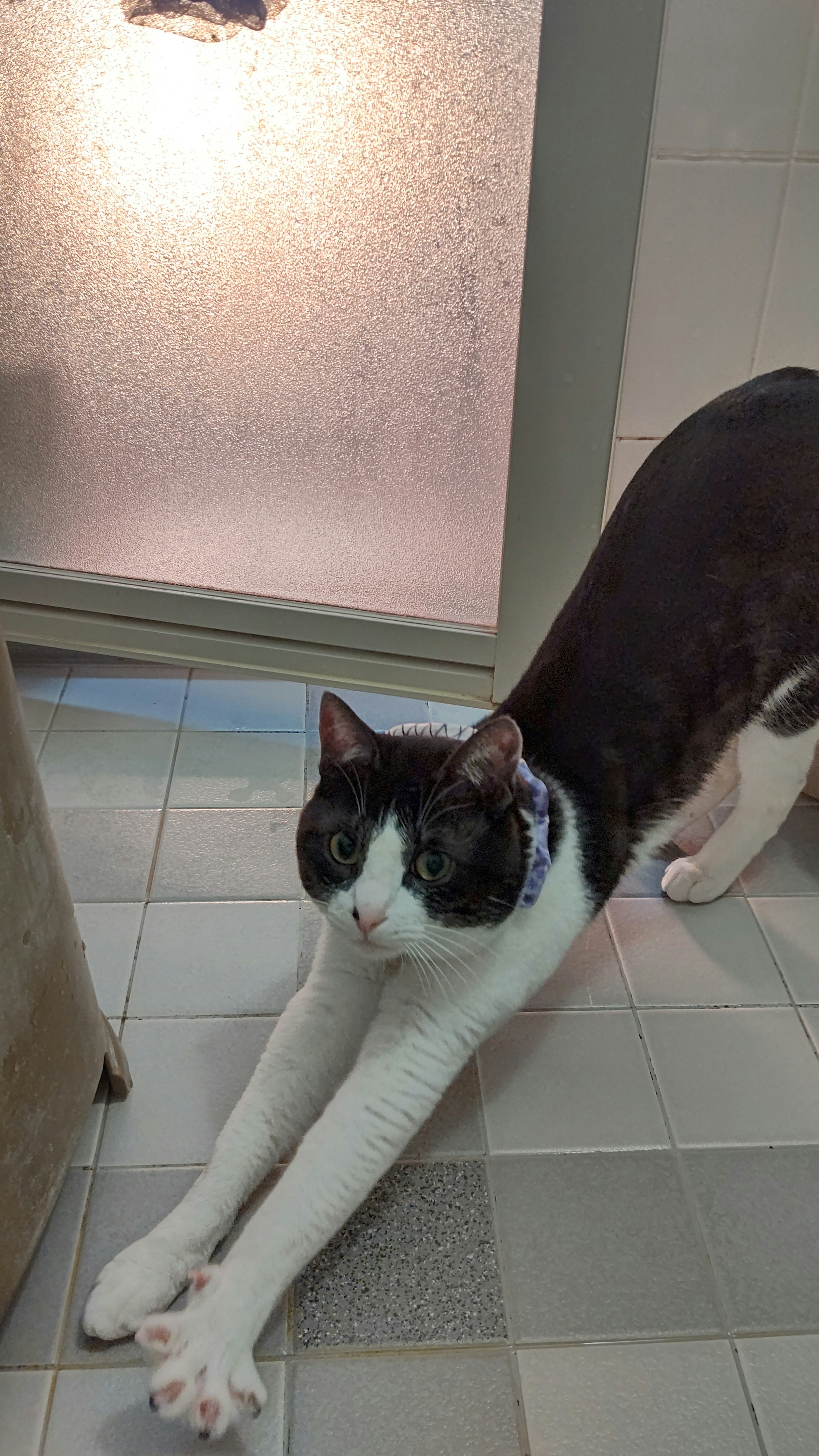 Gato estirándose con una ventana borrosa al fondo