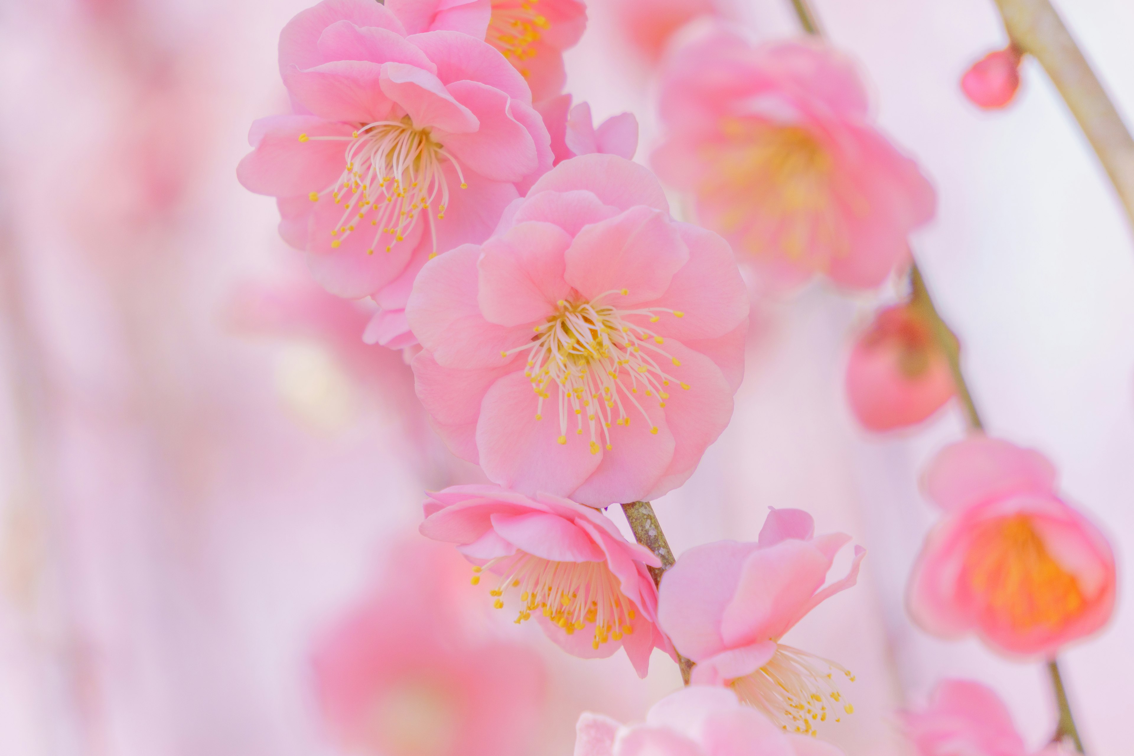 Nahaufnahme von Zweigen mit sanften rosa Blüten