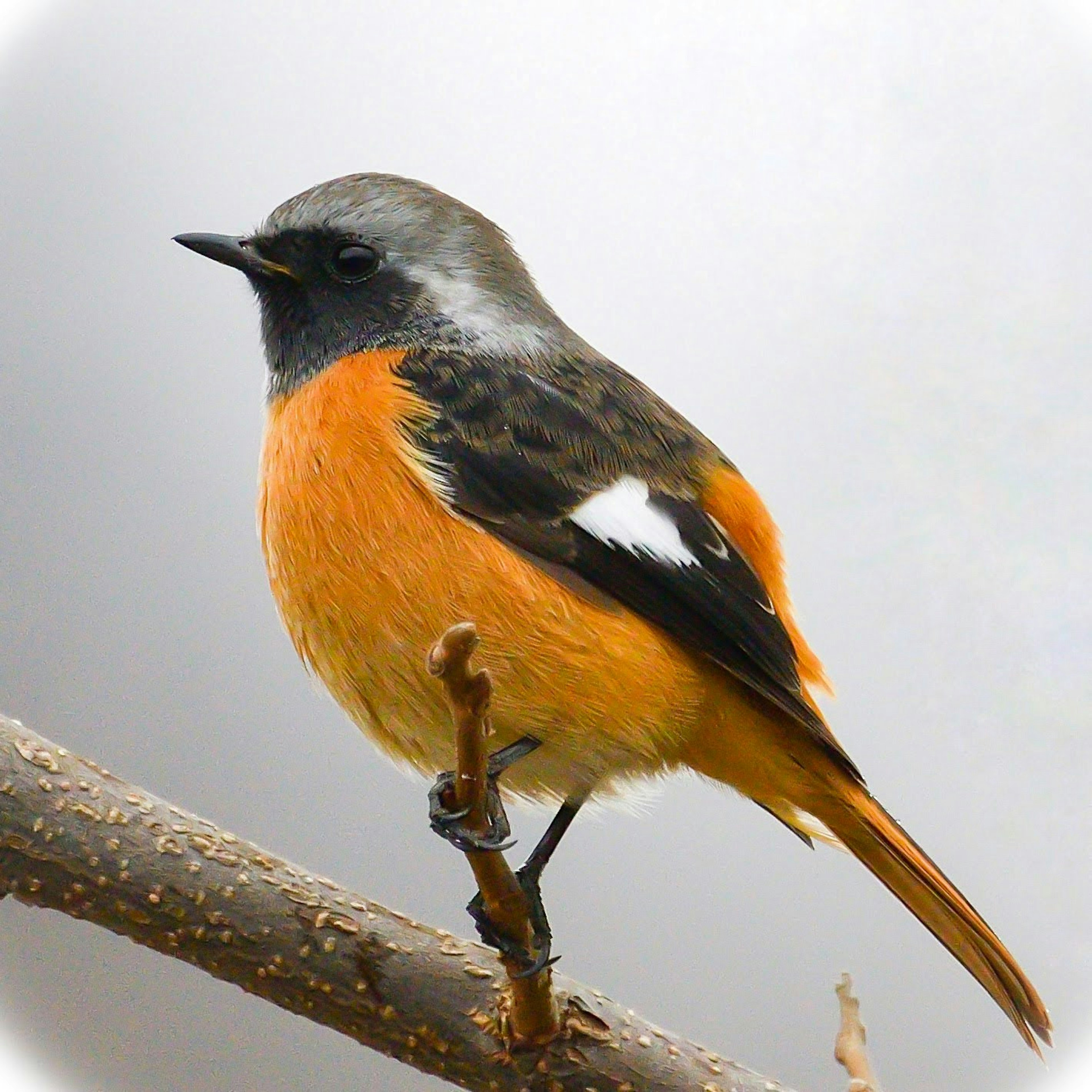 Imagen de un pájaro con un vientre naranja y plumas negras