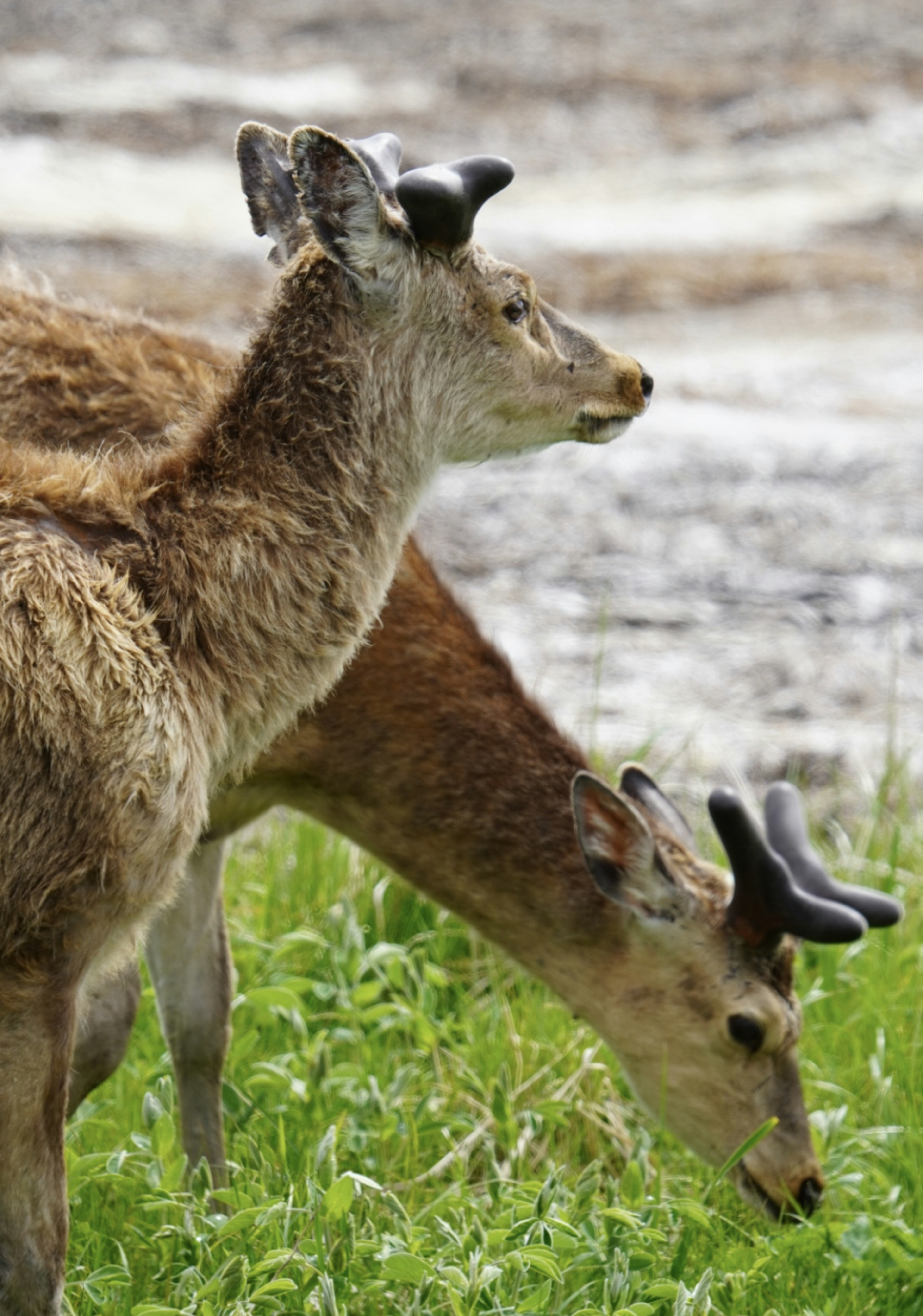 Two deer grazing on grass near a body of water