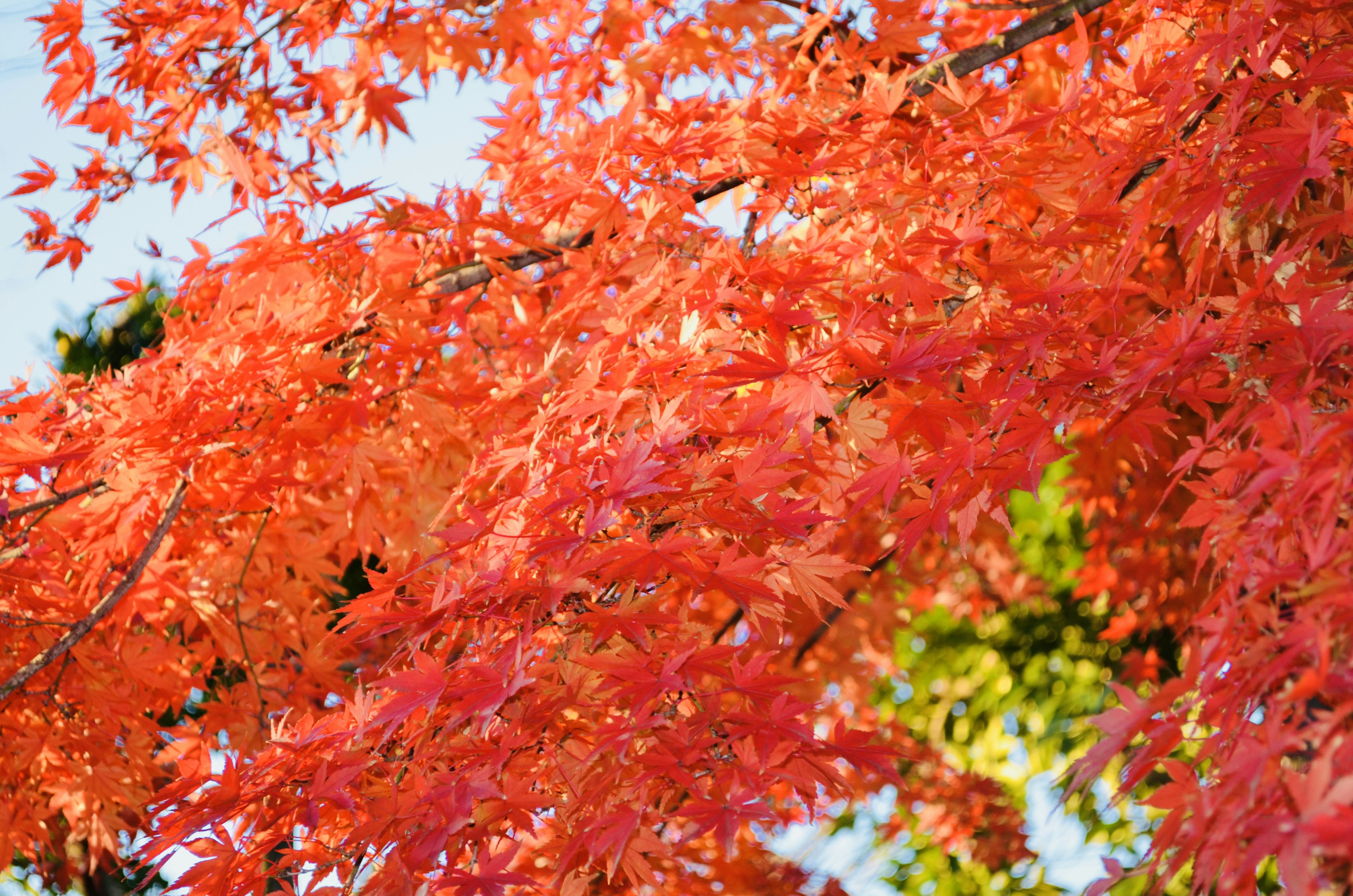 Feuilles d'érable rouges vibrantes s'étendent sous un ciel bleu clair