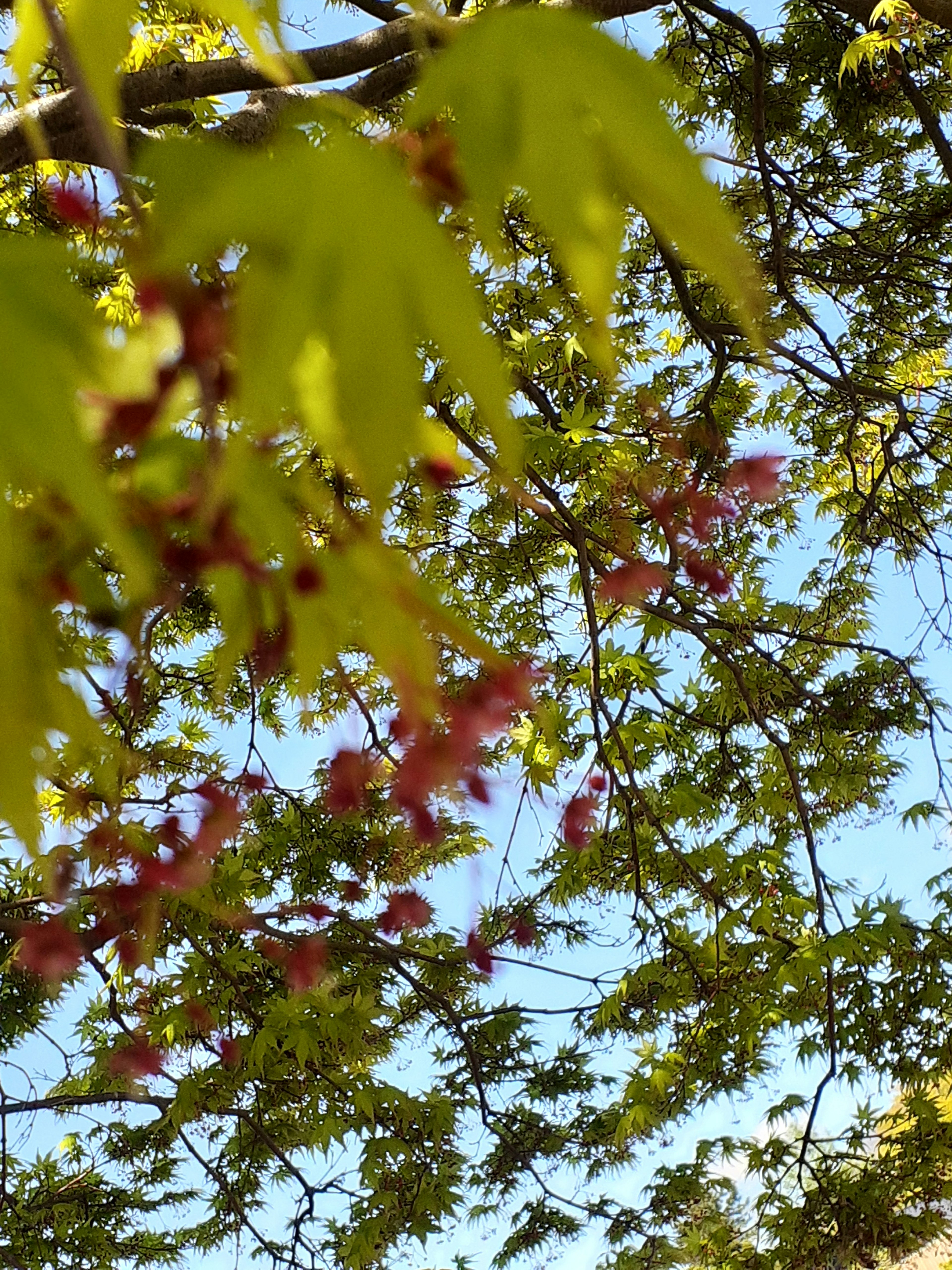 Äste mit grünen Blättern und roten Blumen unter einem blauen Himmel