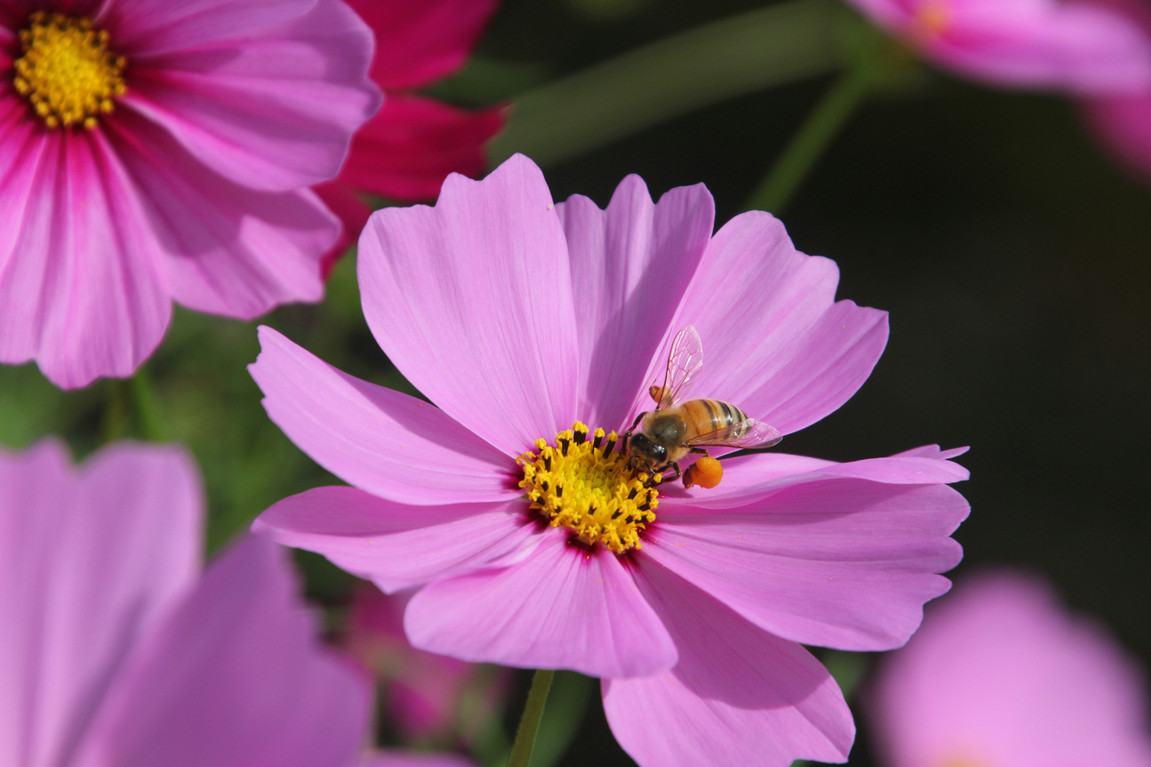 Pink cosmos flower with a bee on its center