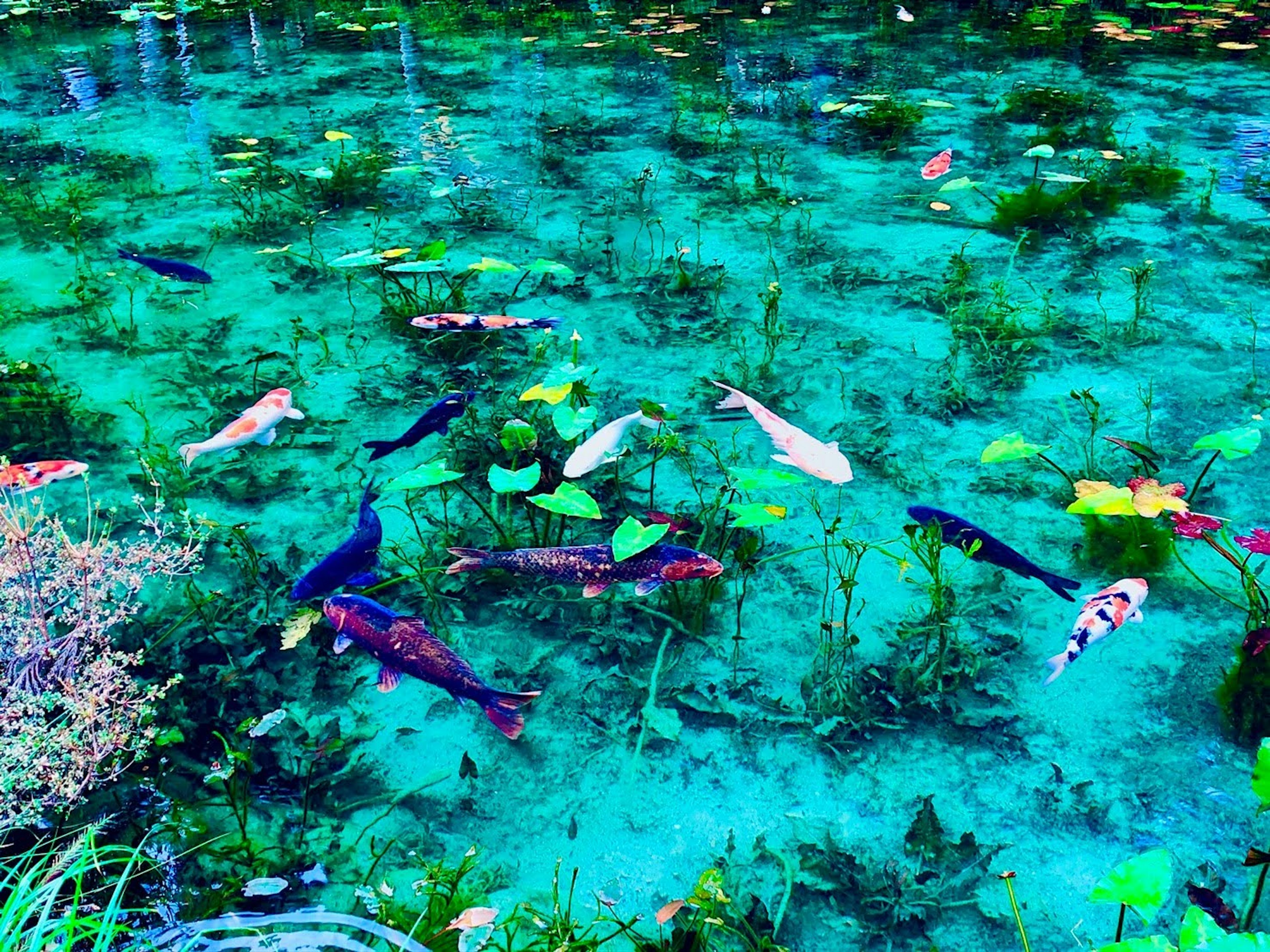 Peces koi coloridos nadando en agua azul con plantas acuáticas