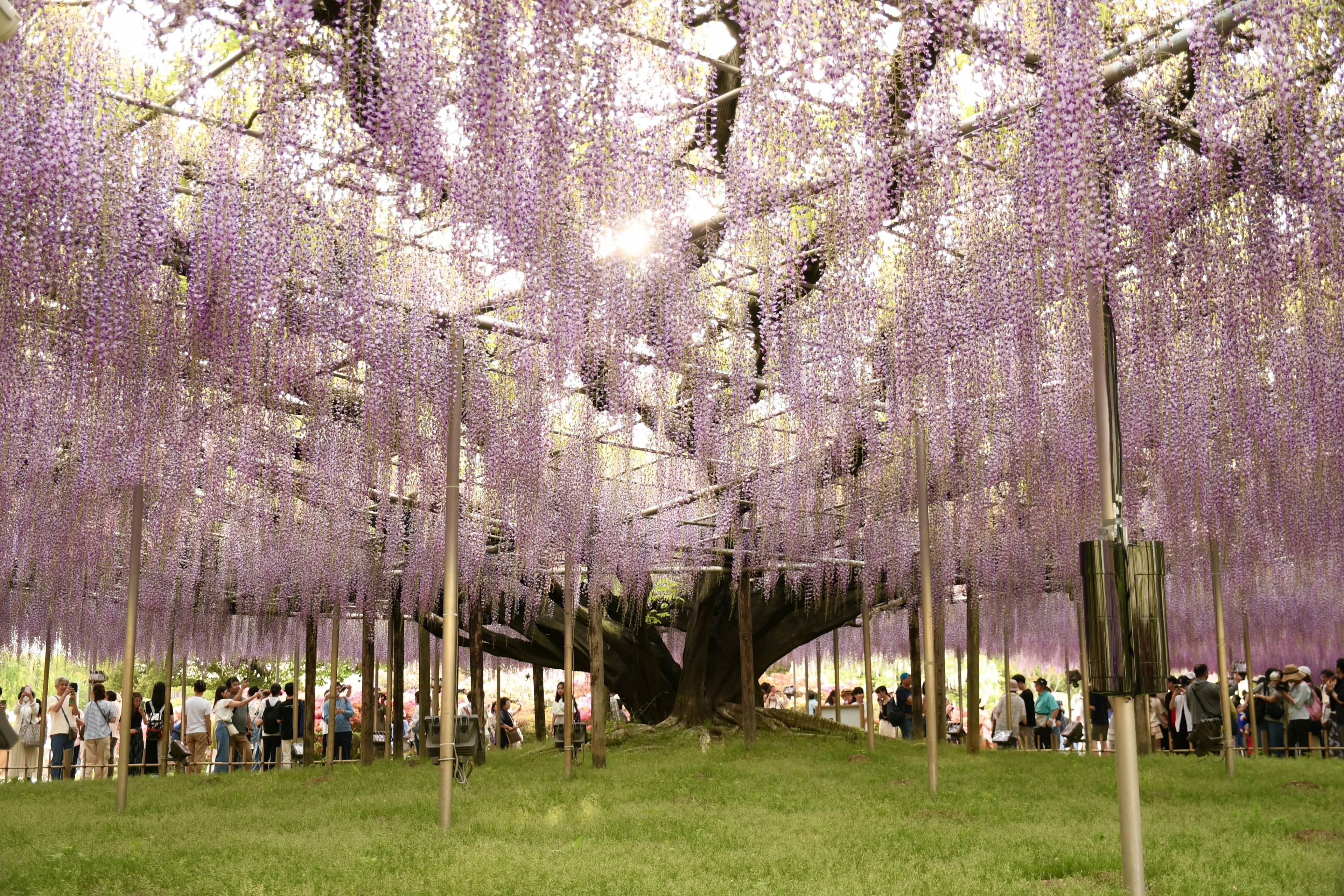 紫色の藤の花が咲き誇る美しいトンネルの下に人々が集まっている風景