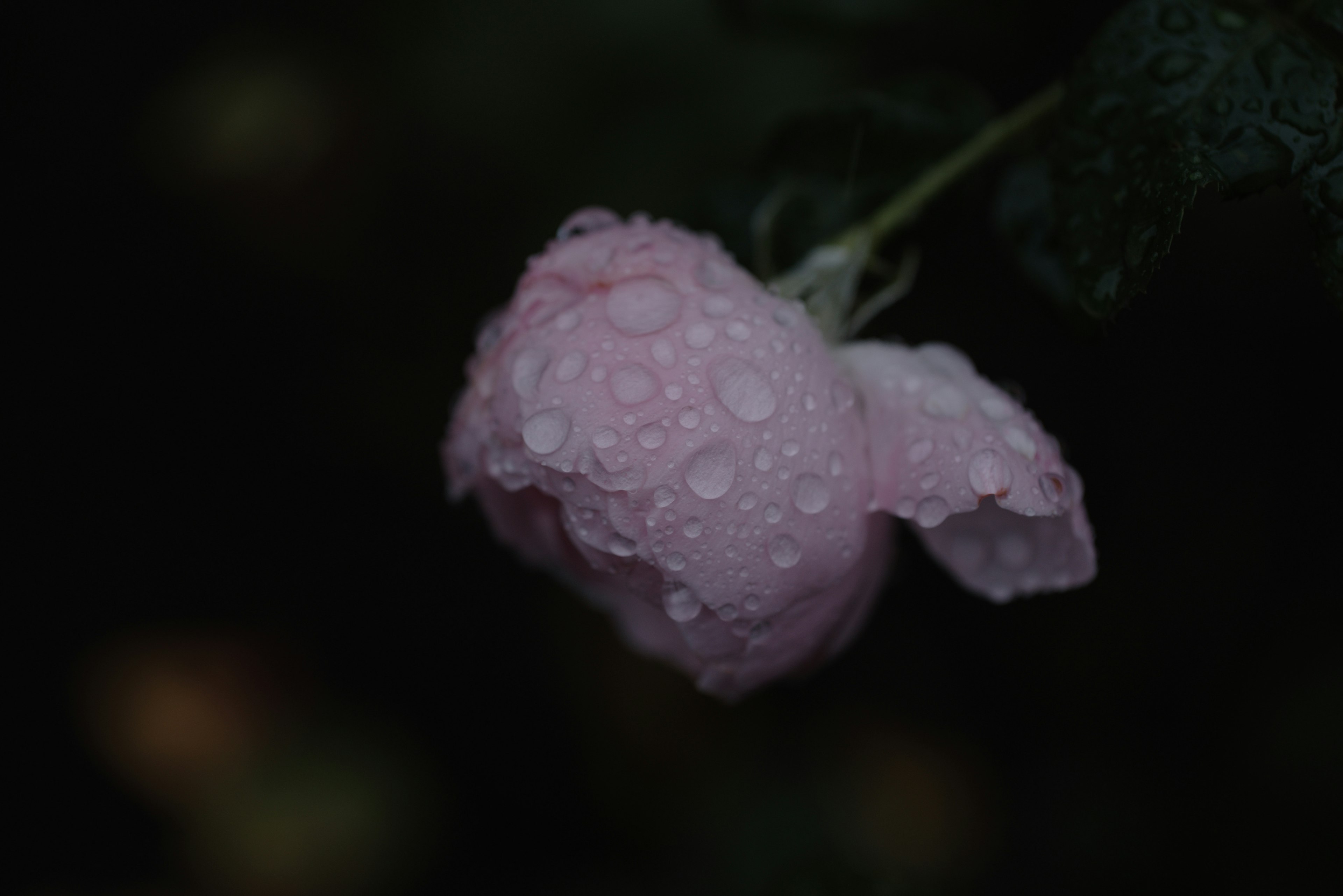 A pink rose petal with droplets of water against a dark background